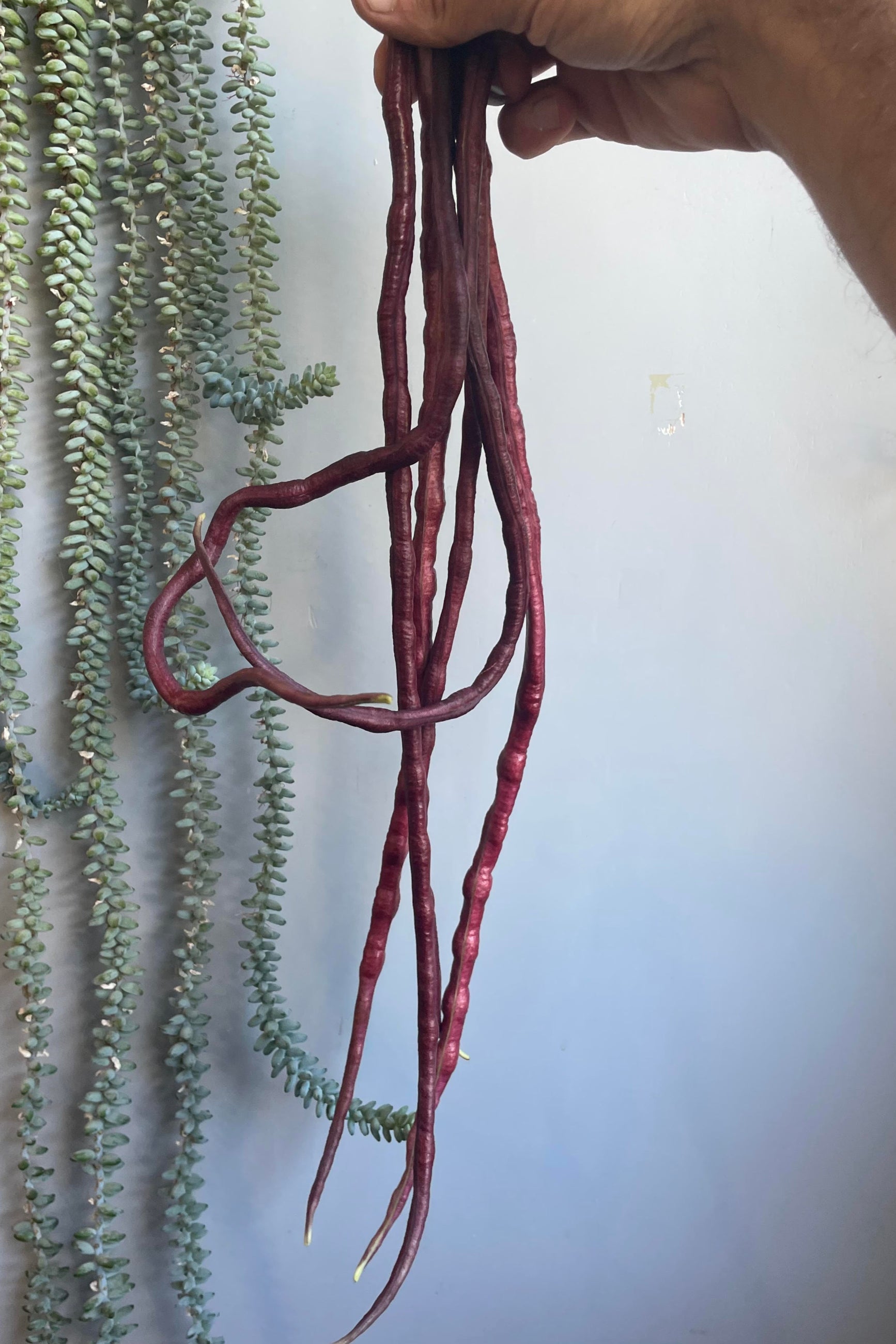 Photo of a hand holding red noodle beans ©Sprout Home