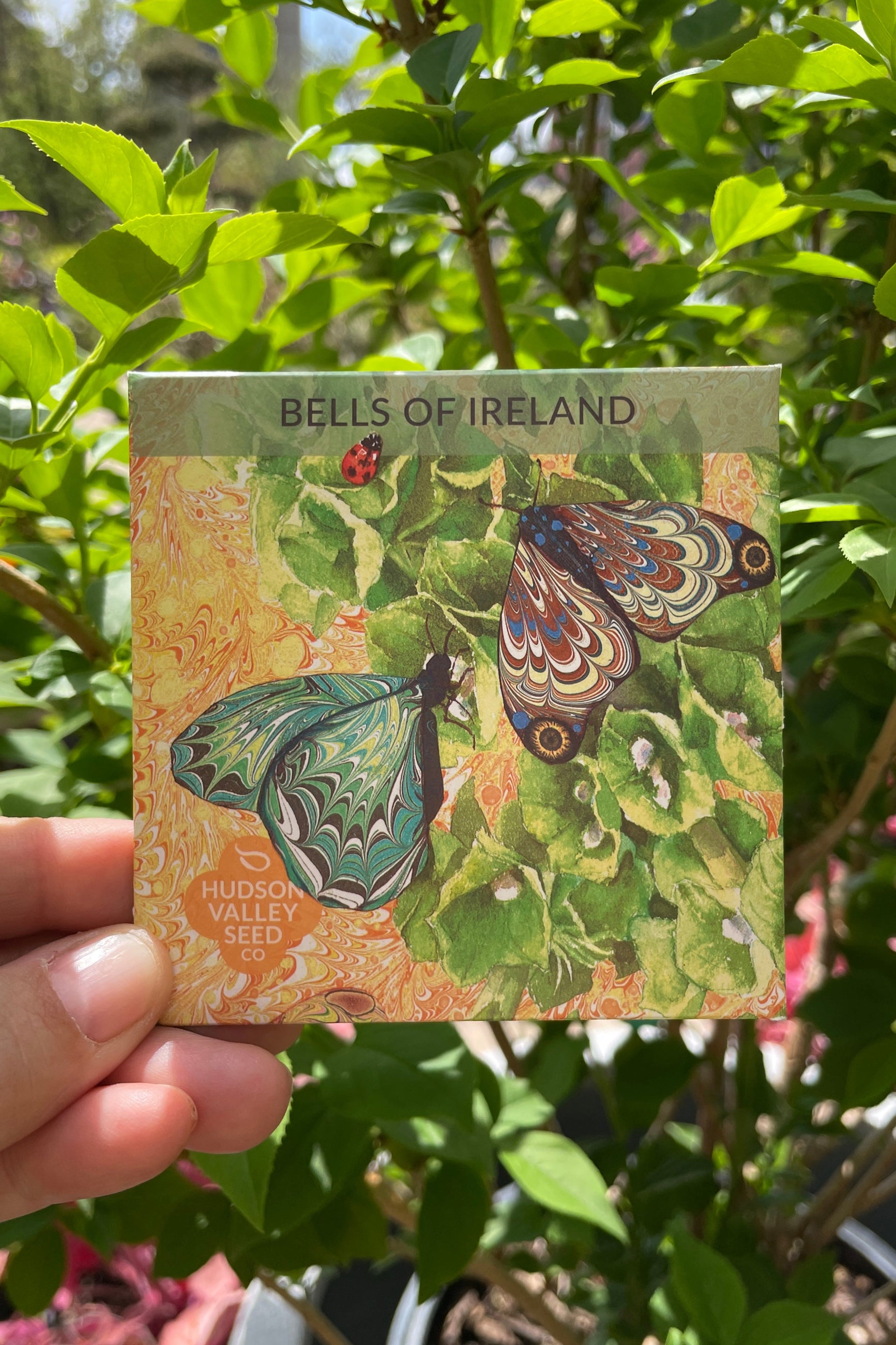 Hudson Valley Bells of Ireland art pack of seeds being held in hand against green leaves. ©Sprout Home