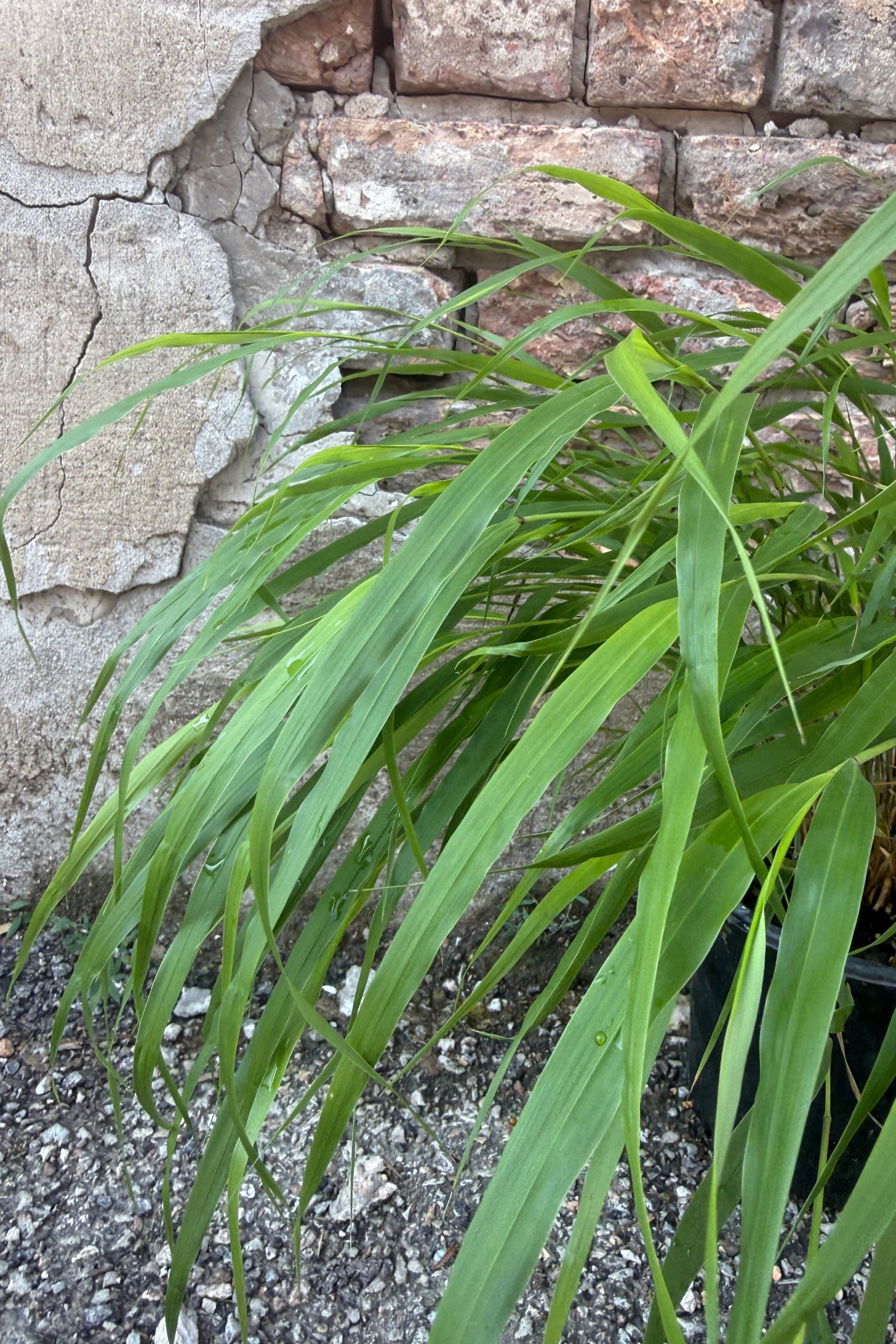 Hakonechloa m. 'Beni-Kazi' grass the beginning of July in its green phase. ©Sprout Home