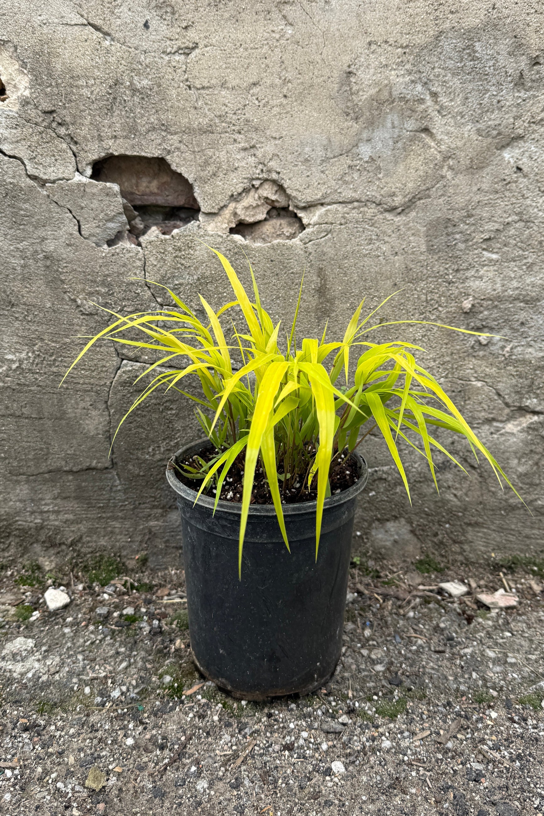 Hakonechloa 'All Gold' April planted in a #1 growers pot ©Sprout Home