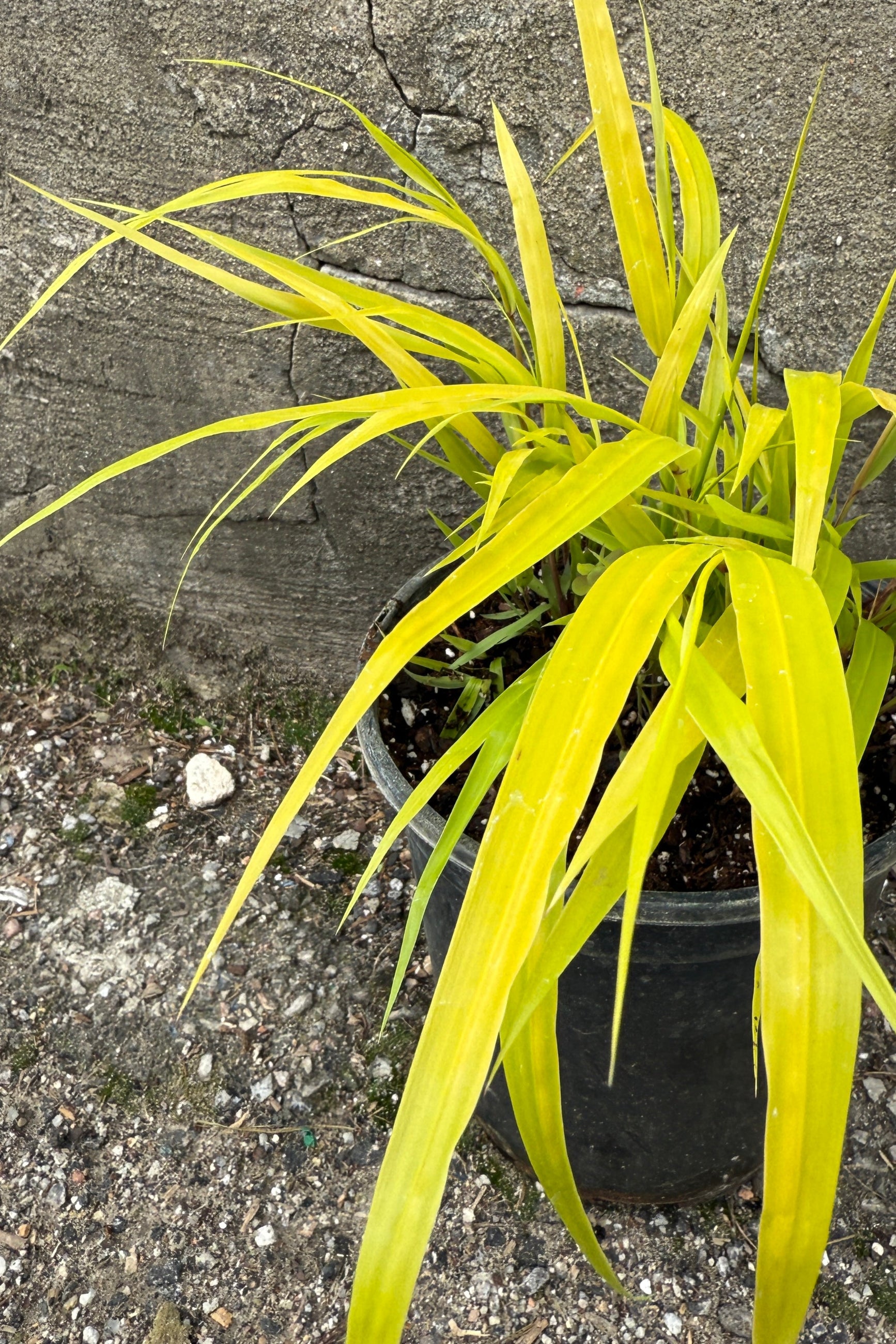 Hakonechloa 'All Gold' April detail ©Sprout Home