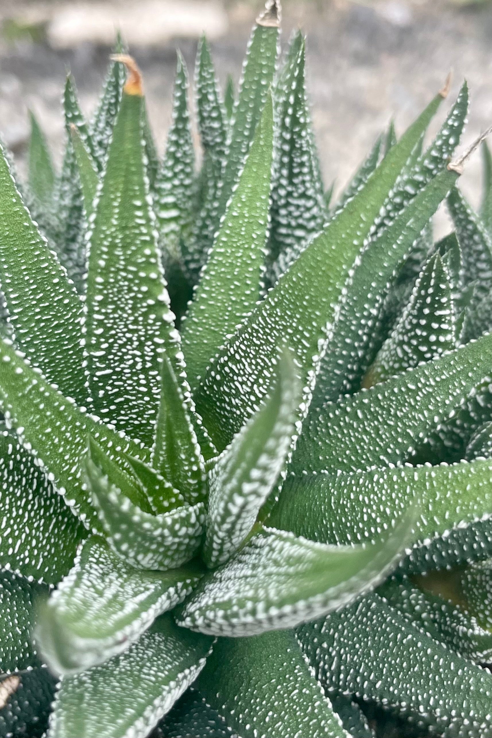 Close photo of Haworthia leaves showing unique spots against a cement wall. ©Sprout Home