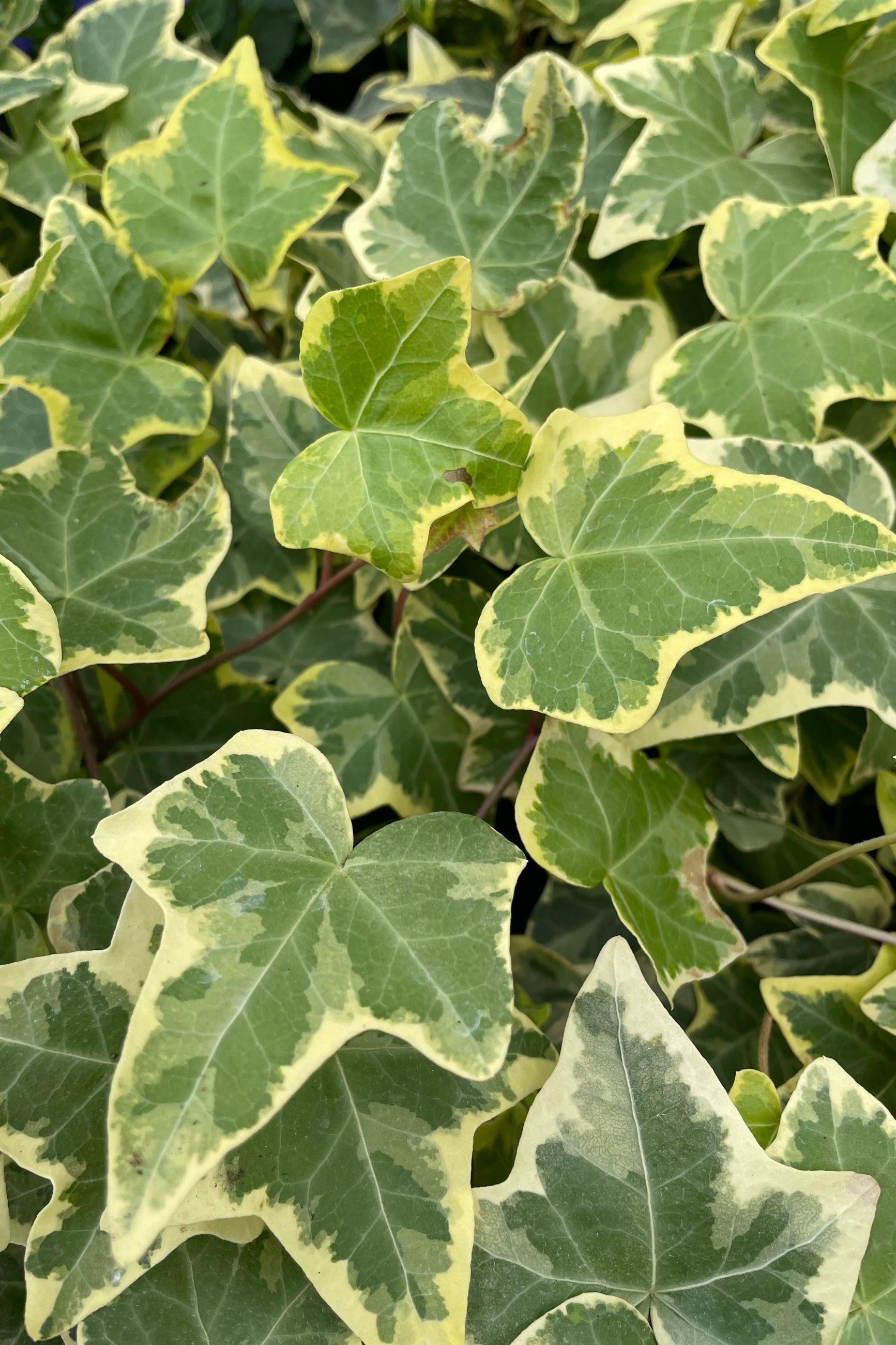 Ivy 'Goldchild' close up in April showing the variegated gold and green leaves ©Sprout Home