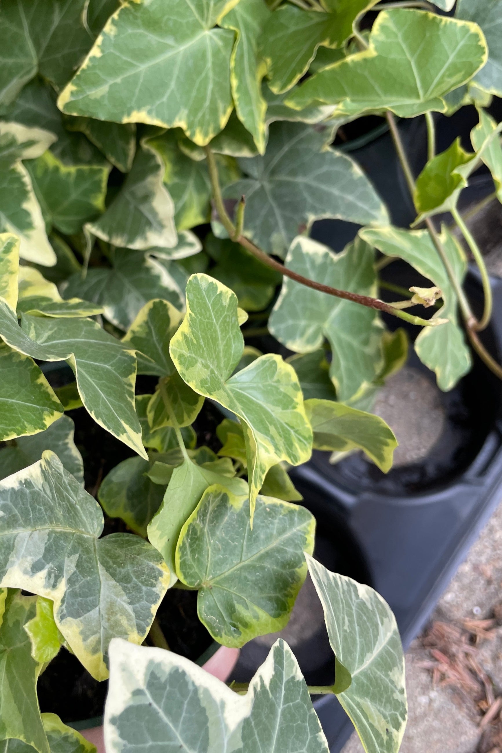 Hedera Helix 'Variegata' looking down on a couple of plants with their white and green foliage. ©Sprout Home