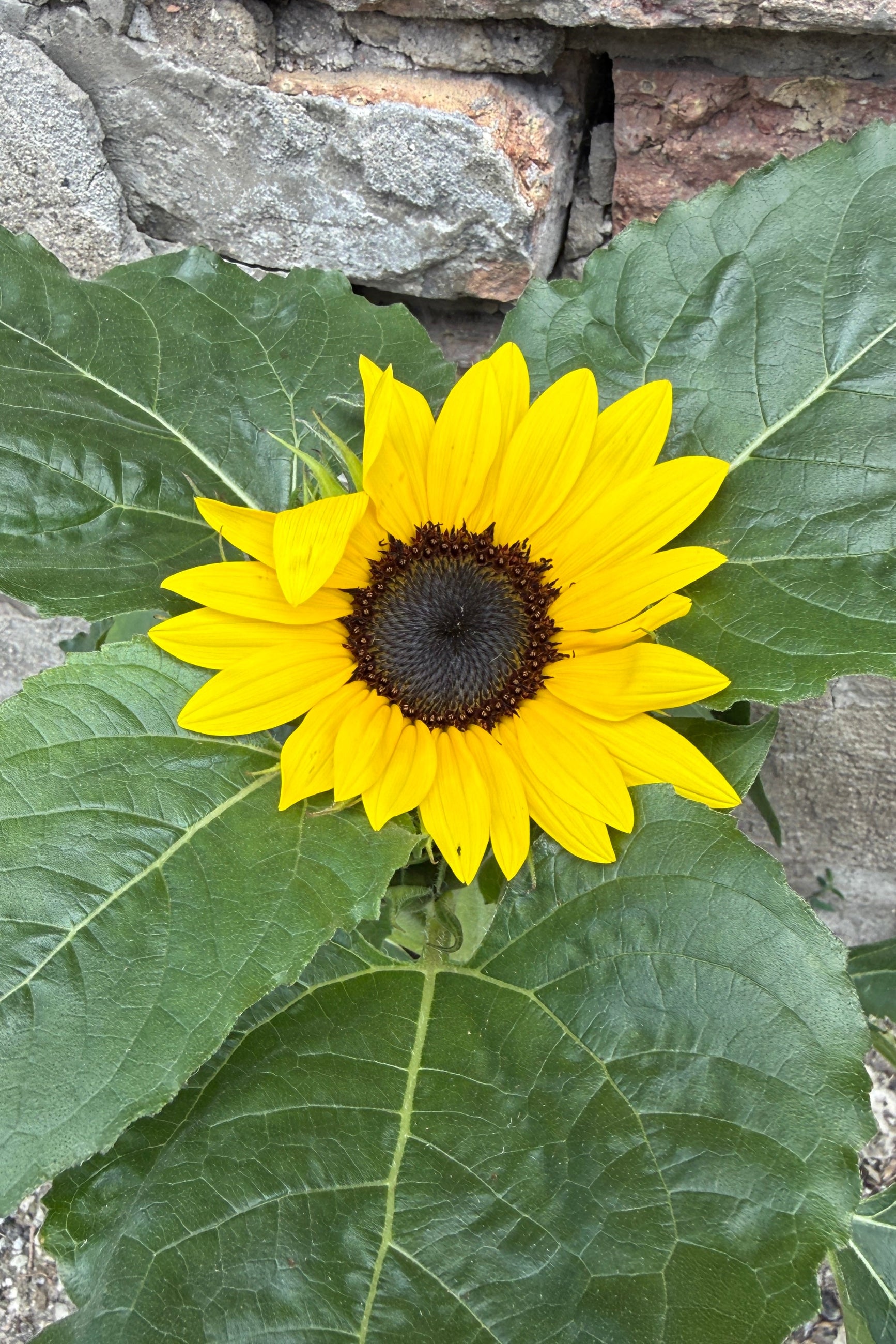 A bright yellow sunflower Helianthus with a dark brown center surrounded by large green leaves, set against a rustic gray stone wall background. ©Sprout Home