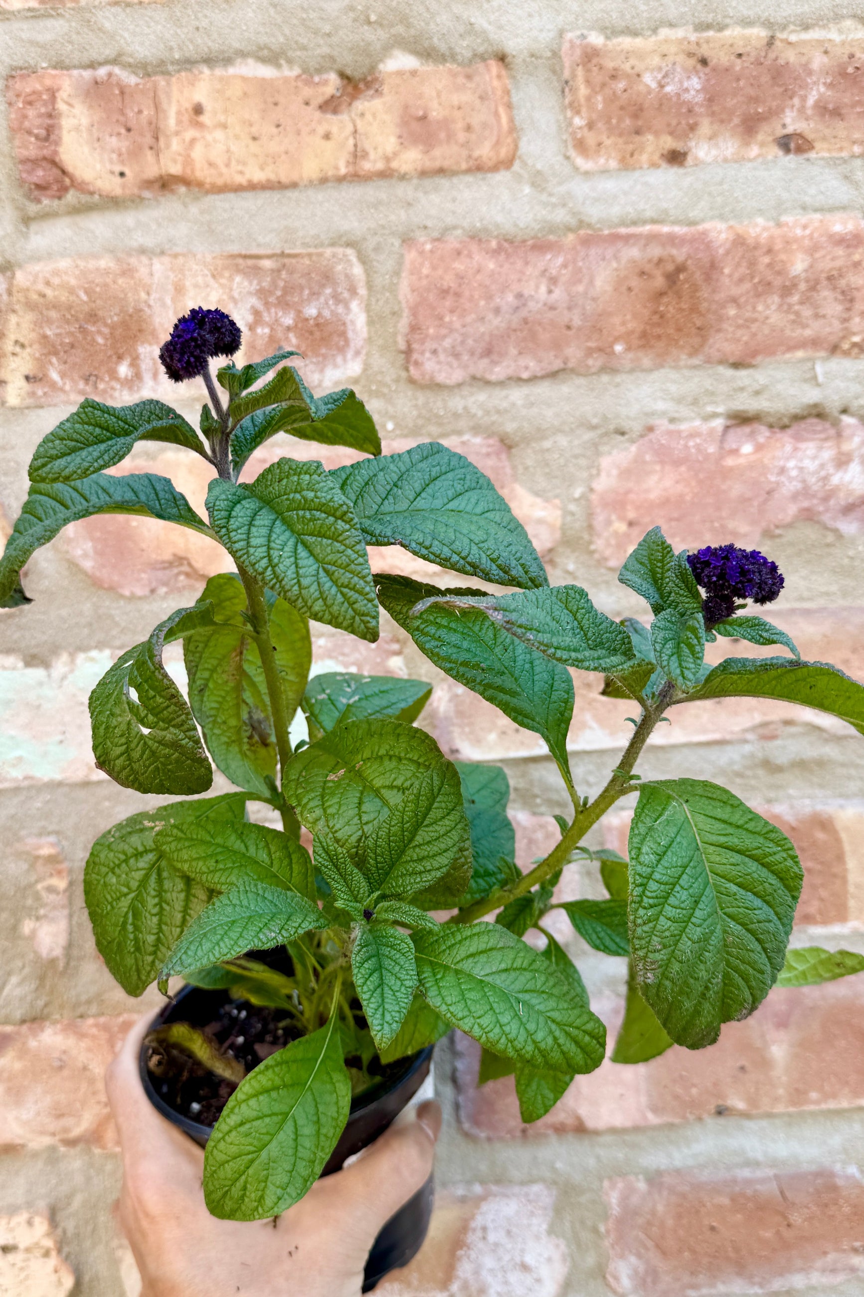 Heliotropium being held against a brick wall starting to bloom the end of May ©Sprout Home
