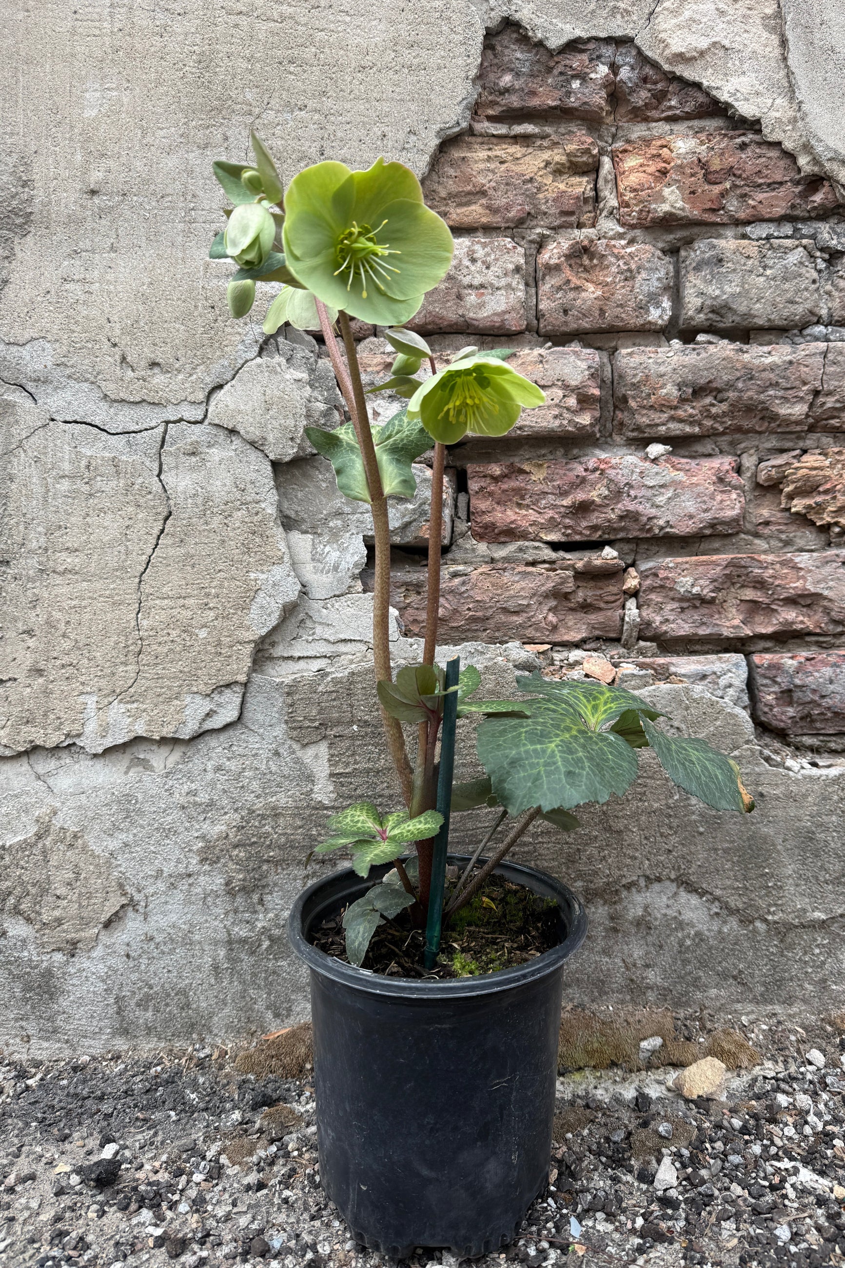 Helloborus 'Illumi Green' with green variegated leaves against a stone wall. ©Sprout Home