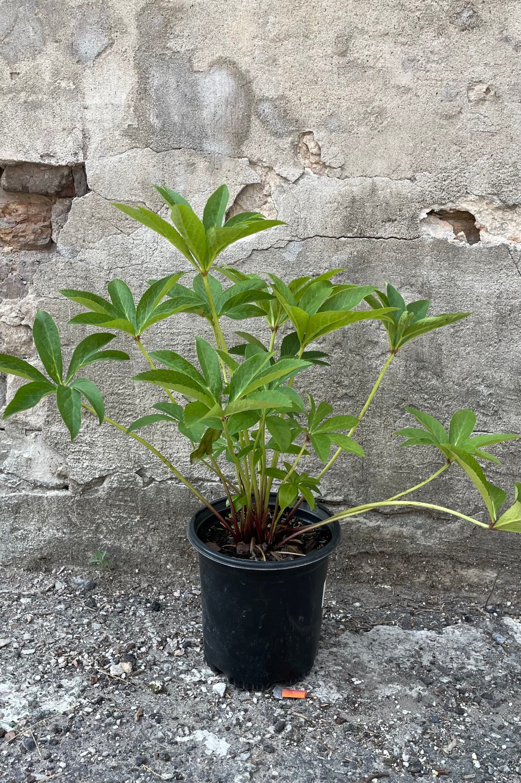 Helleborus orientalis in a #1 growers pot the middle of June with its large green palmate leaves. ©Sprout Home