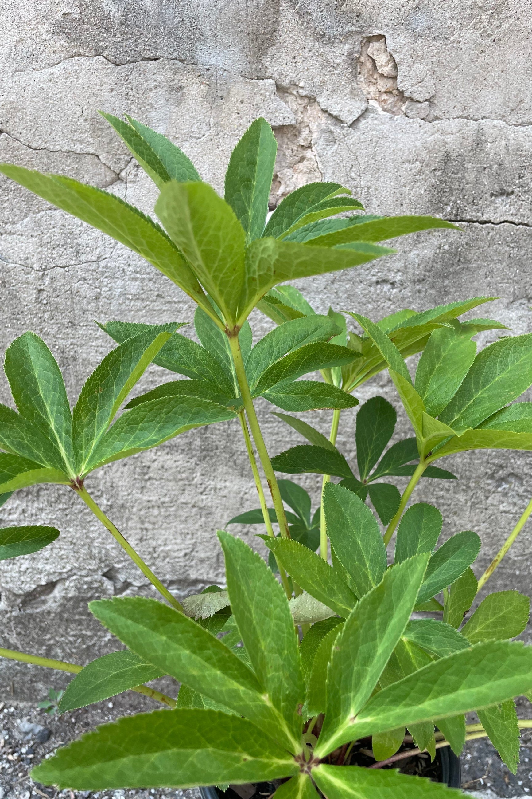 The open face palmate green leaves of the Helleborus orientalist the middle of June. ©Sprout Home