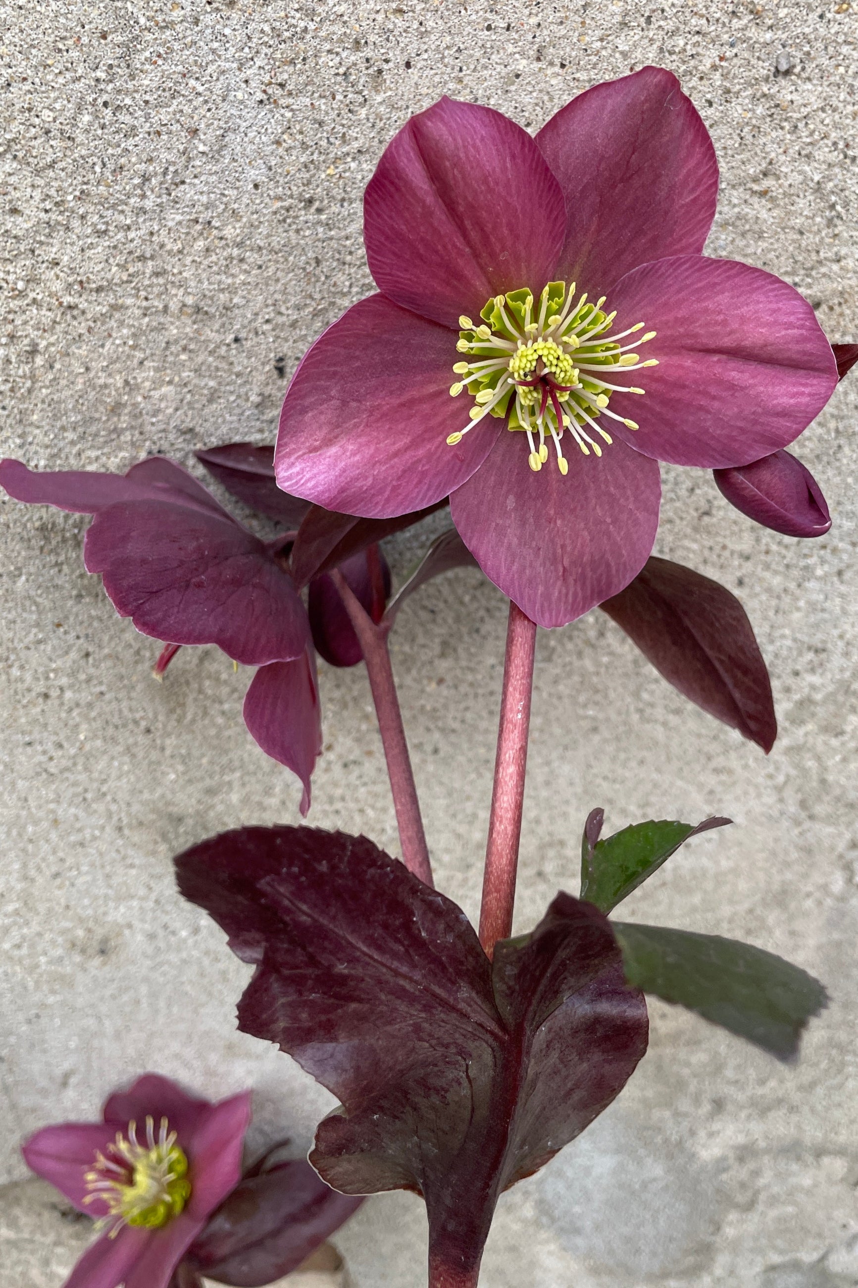 The deep red burgundy open flowers the end of March of the Helleborus 'Anna's Red' perennial. ©Sprout Home