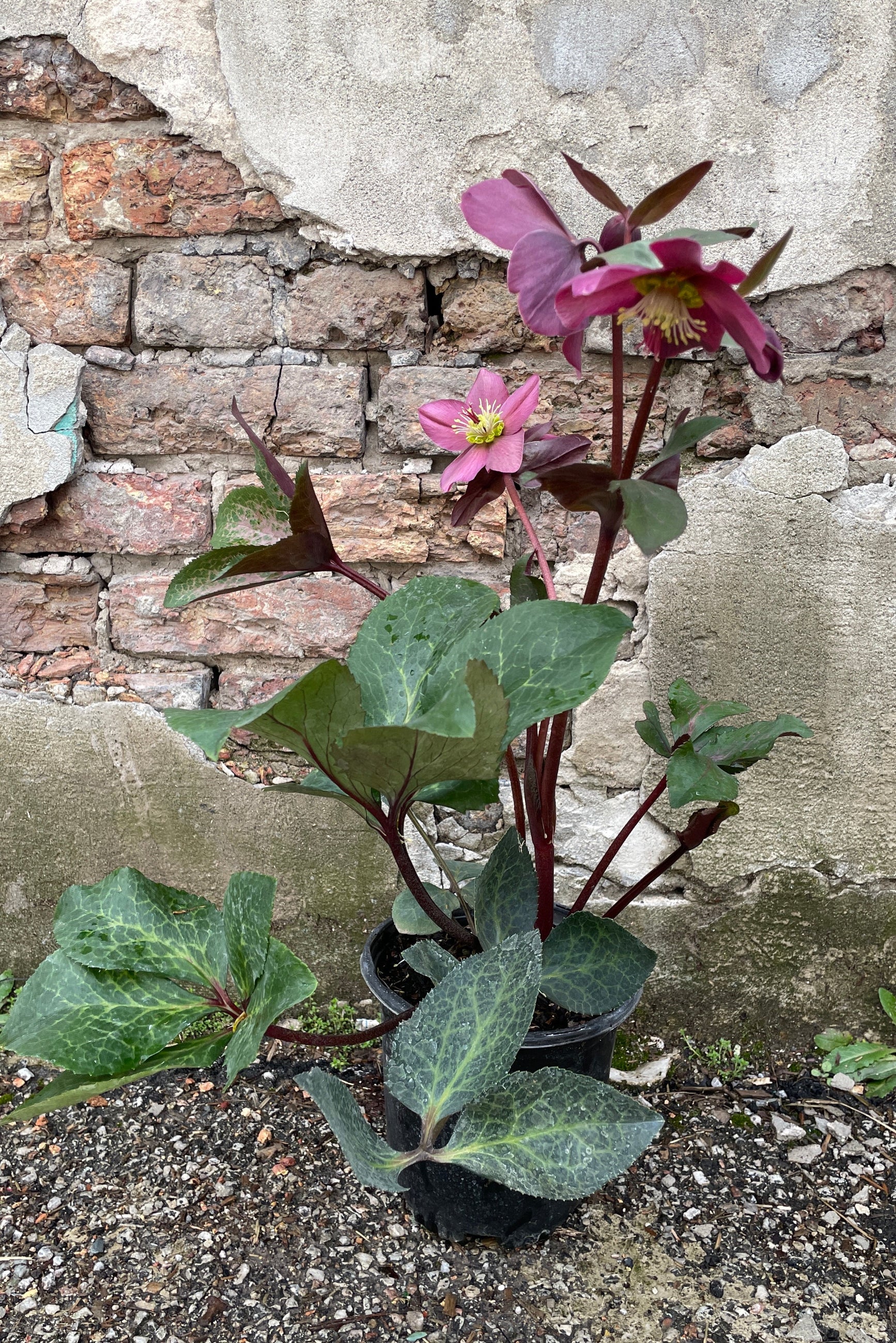 Hellebofrus 'Anna's Red' in a #1 growers pot the end of March against a brick and cement wall.. ©Sprout Home