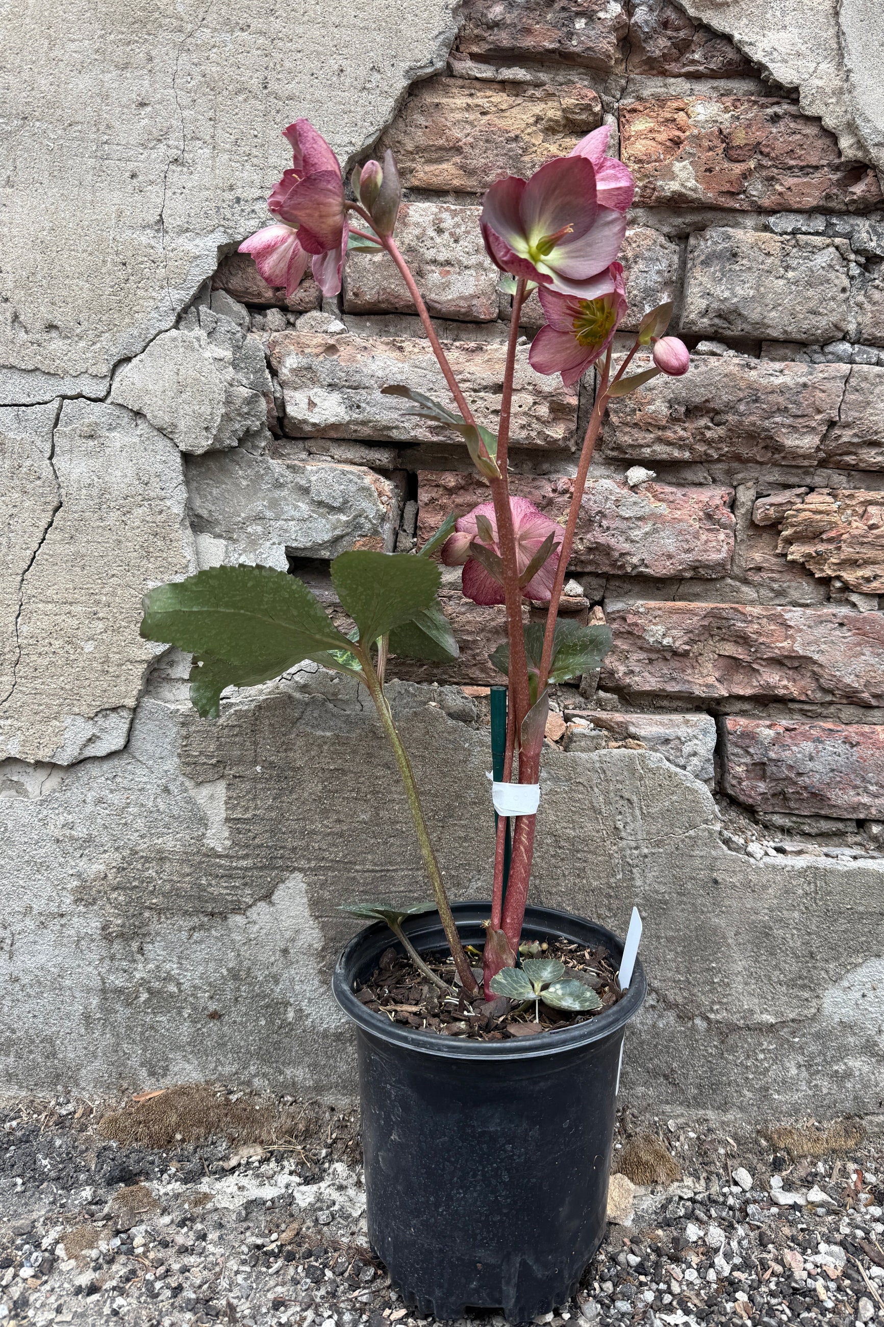Helleborus 'Elemental' in a #1 growers pot against a stone wall ©Sprout Home