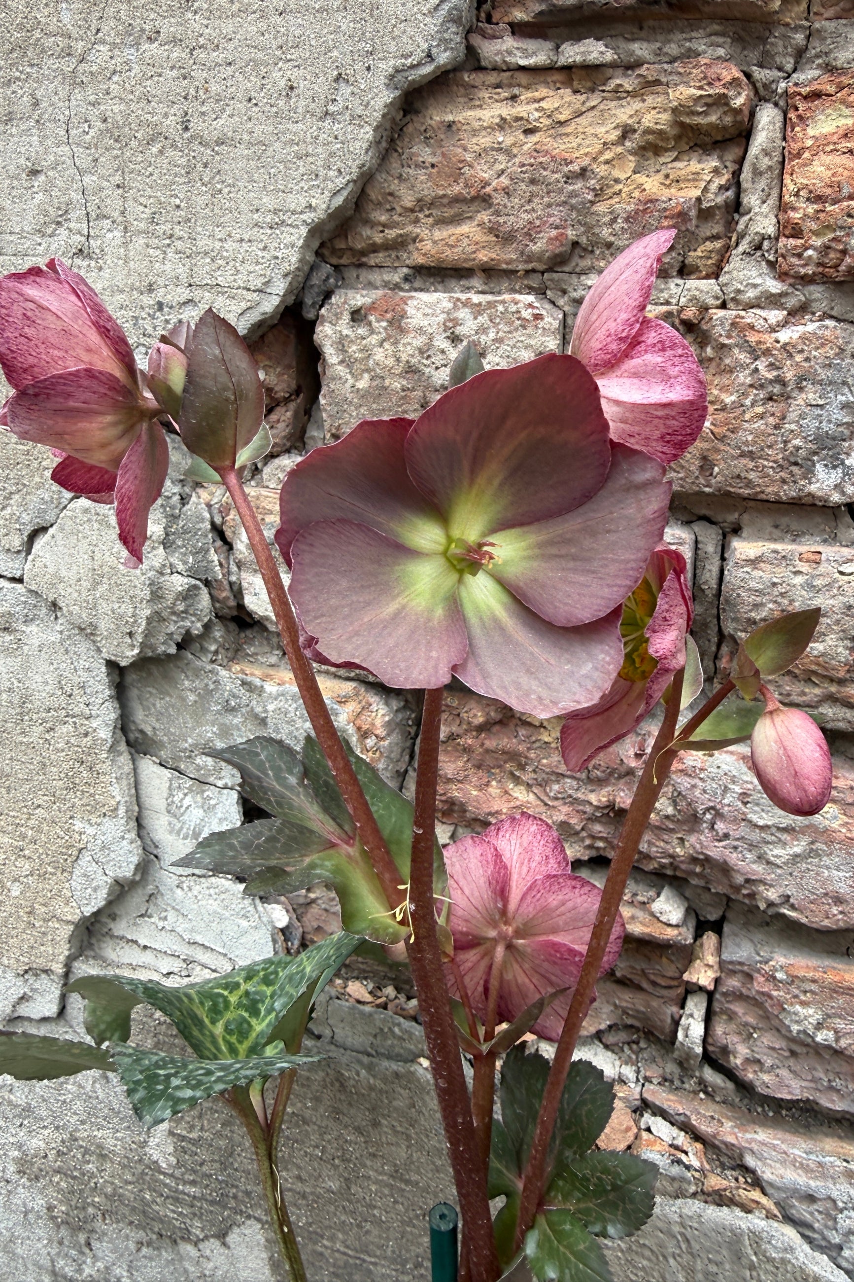 Helleborus 'Elemental' flowers in bloom the end of March against a stone wall background ©Sprout Home