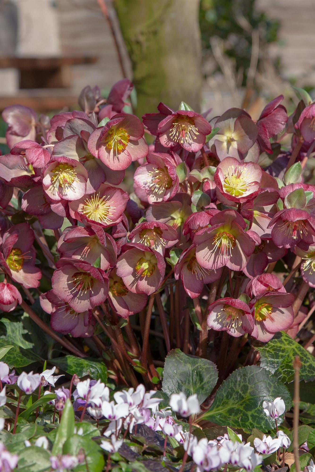 Group of hellebore 'Elemental' flowers with a blurred background ©Ball Seed