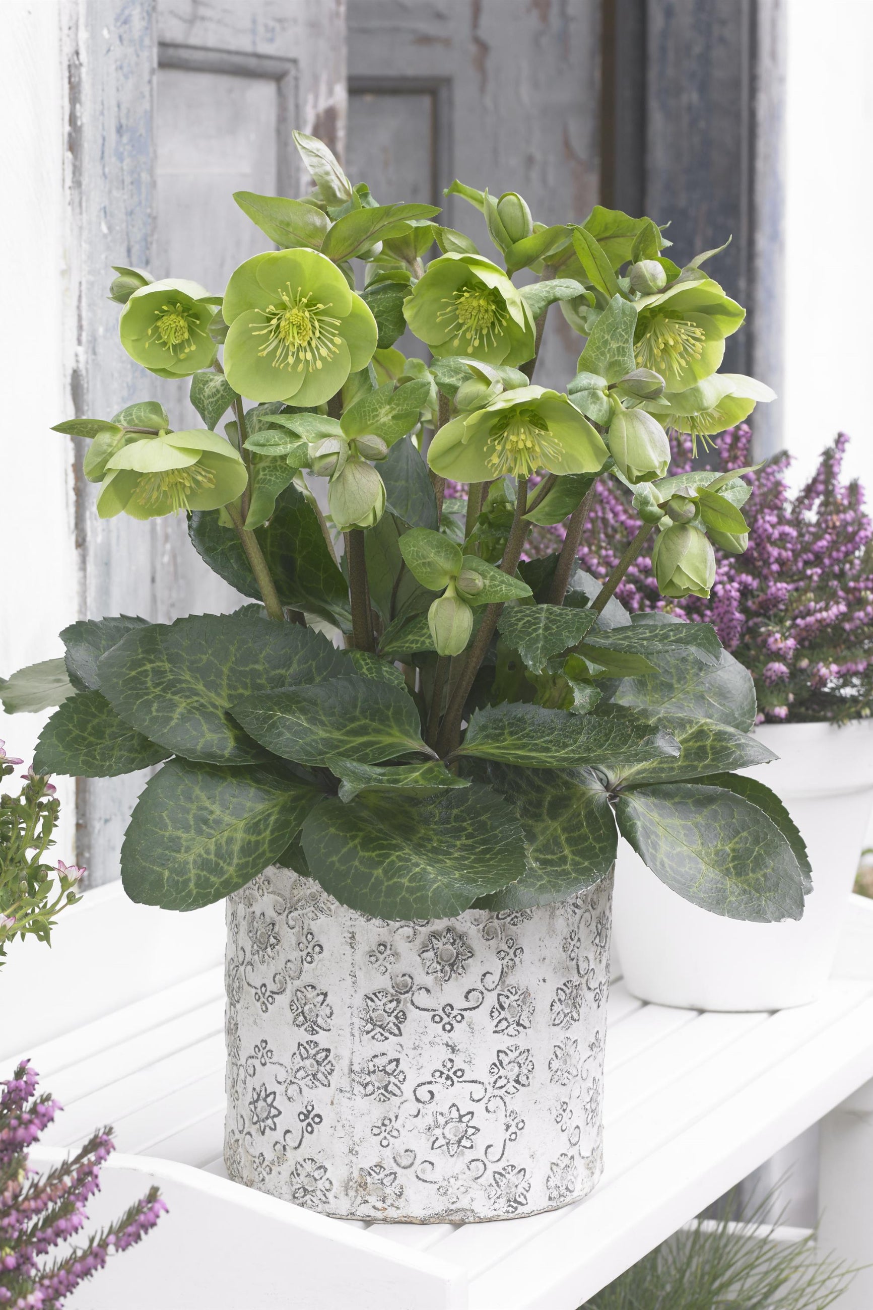 Potted Hellebore 'Illumi Lime' plant with green leaves on a white surface with a blurred background ©Ball Seed