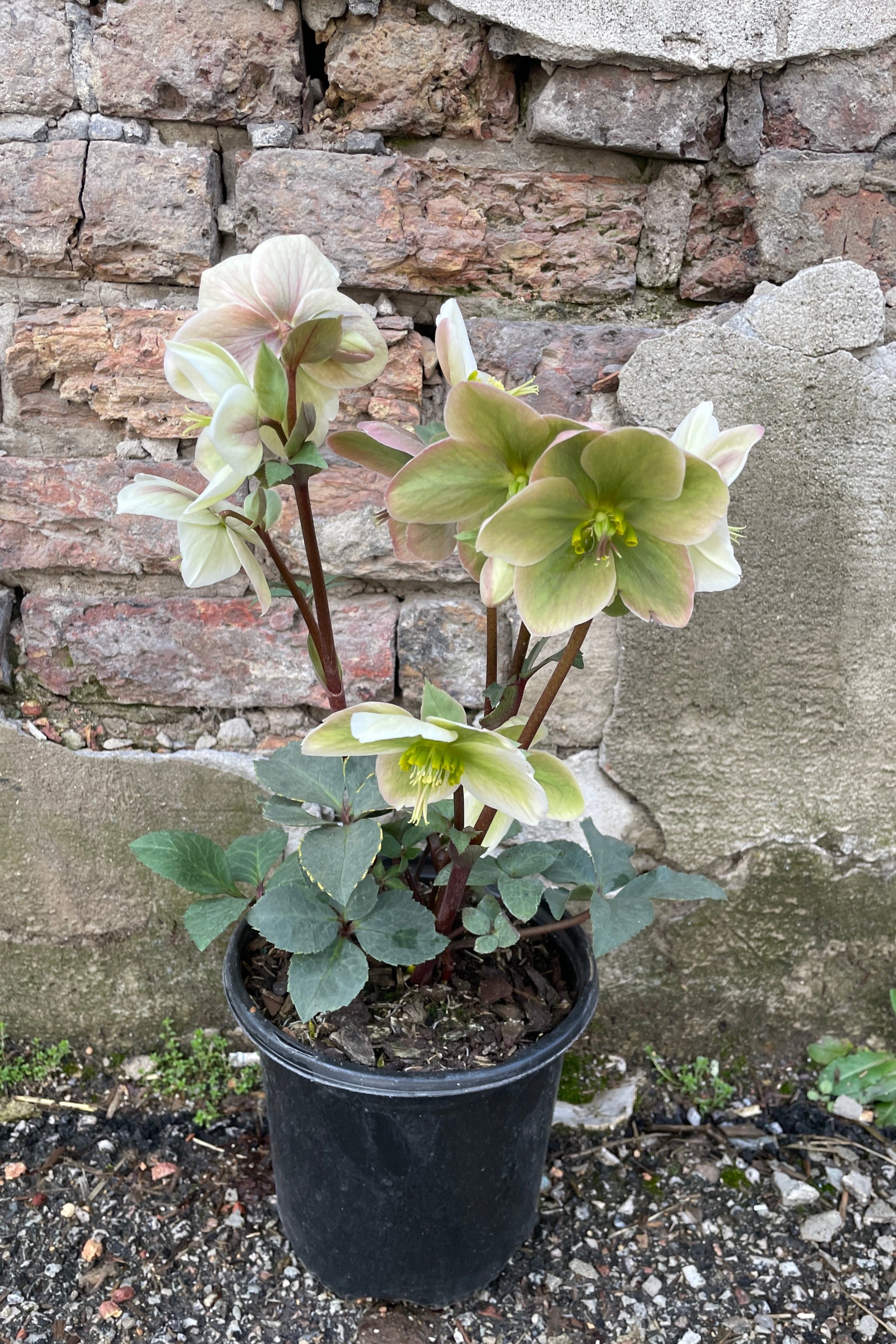 Helleborus 'Ivory Prince' in a #1 growers pot the end of March ©Sprout Home