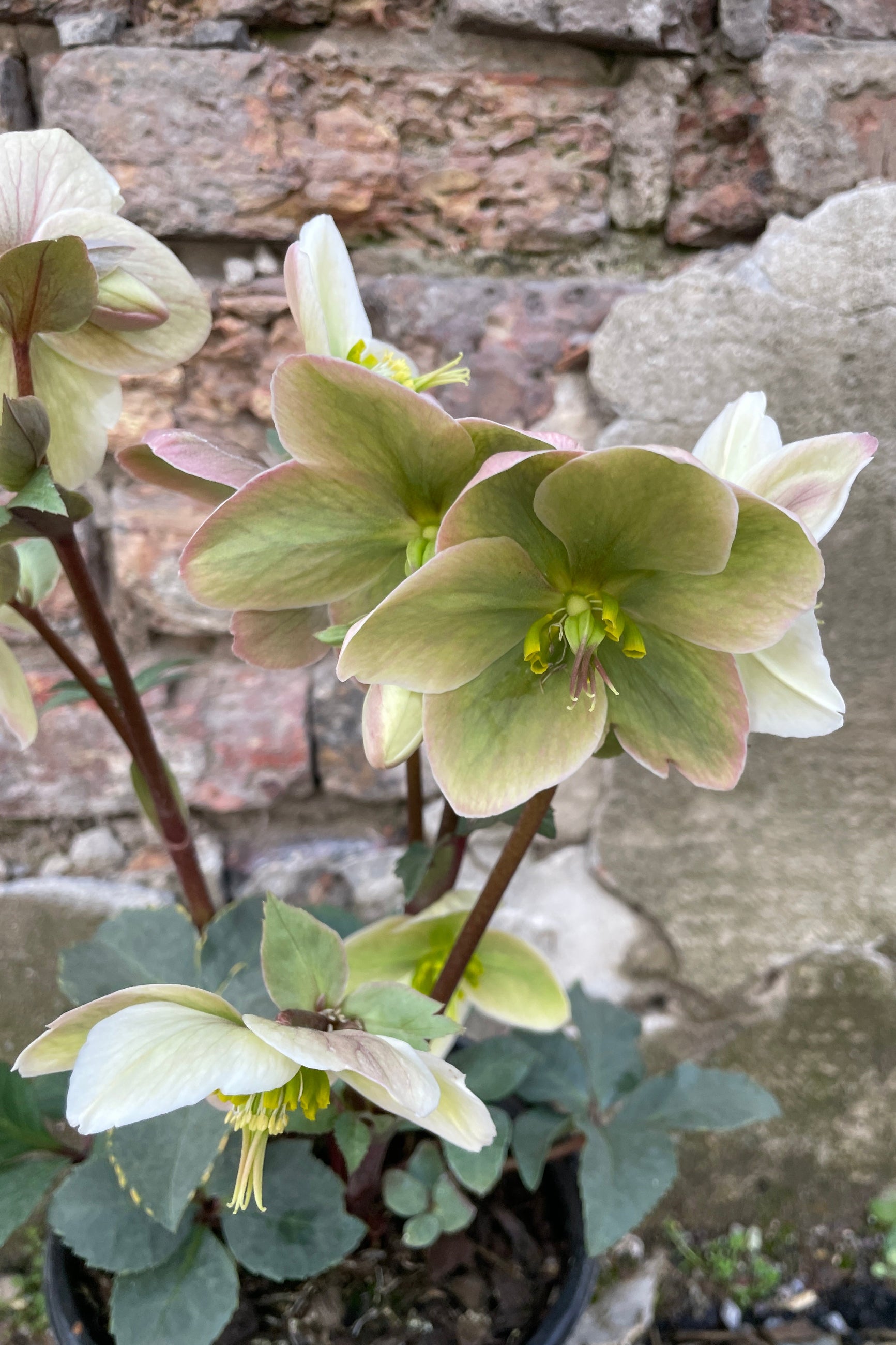 Detail of the beautiful open early flowers of the hellebores 'Ivory Prince' the end of March. ©Sprout Home