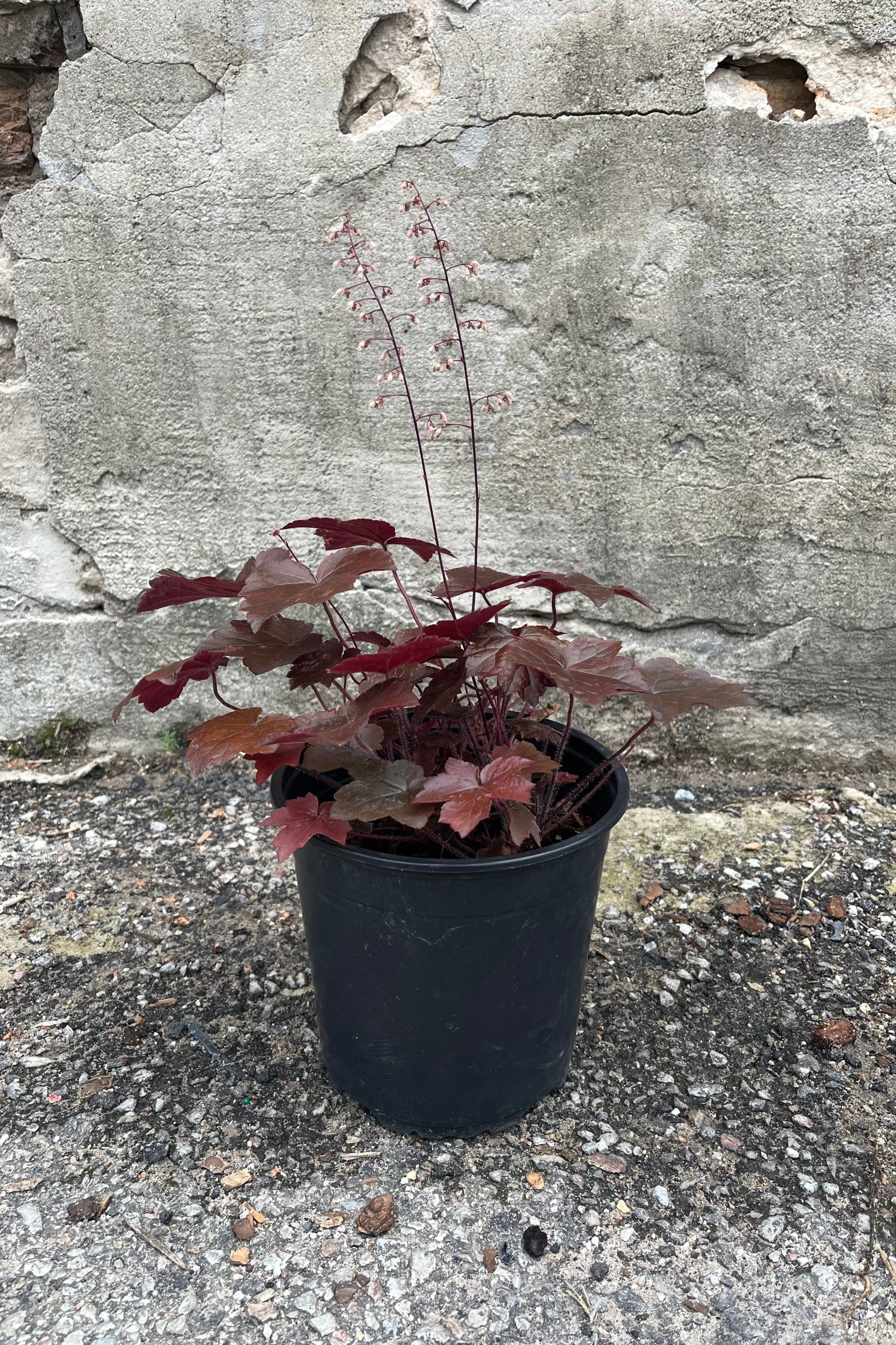 Heuchera 'Blackout' the middle of July in a #1 growers pot against a concrete wall. ©Sprout Home