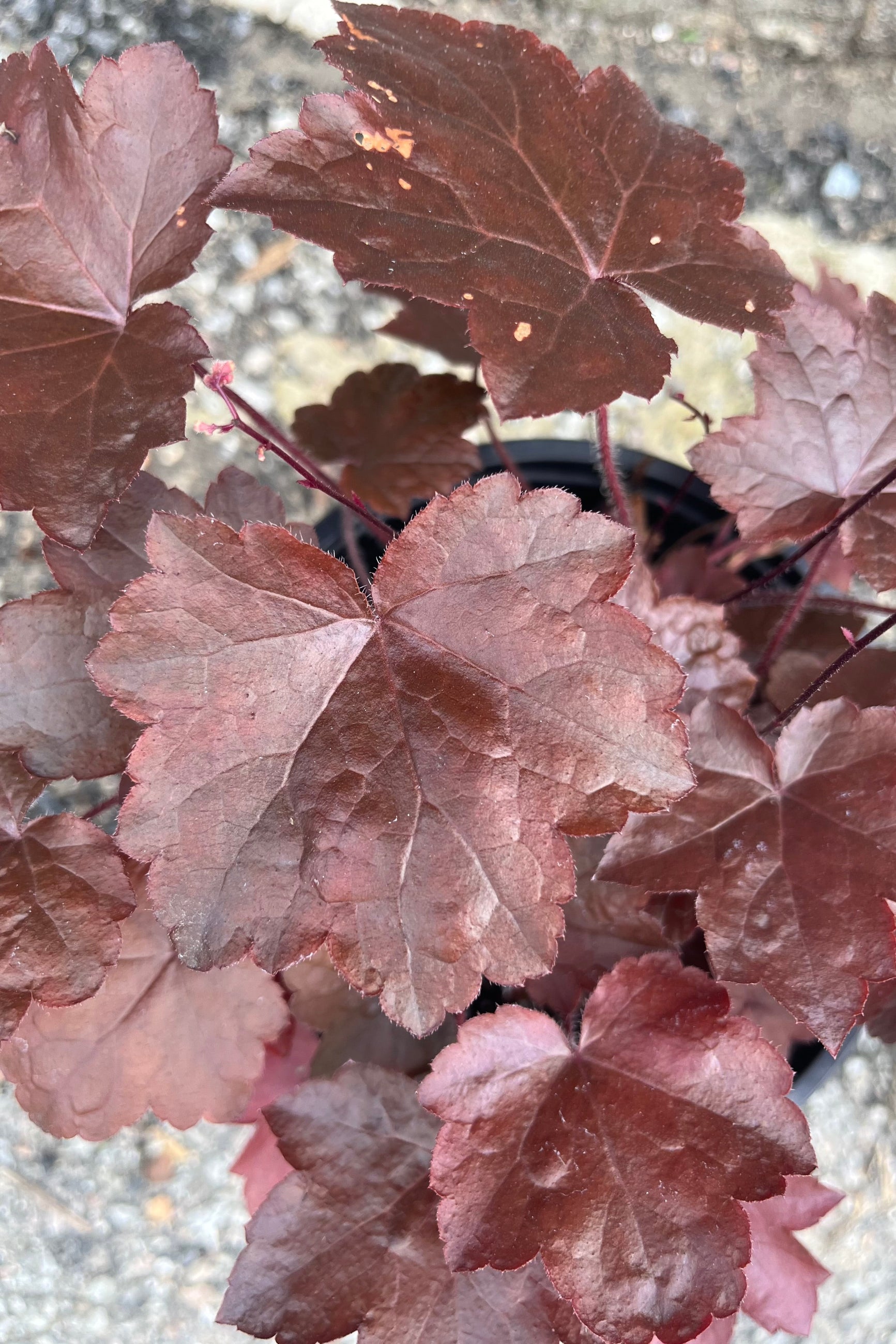 The dark burgundy leaves of Heuchera 'Blackout' the middle of July ©Sprout Home