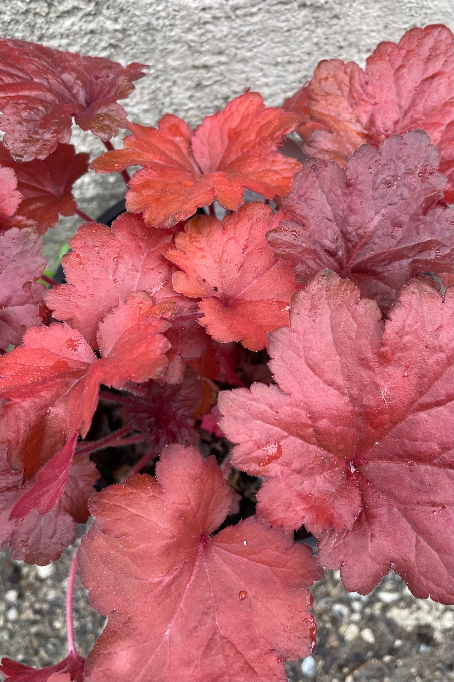 the bright red and maroon l eaves of Heuchera 'Forever Red' in mid May ©Sprout Home