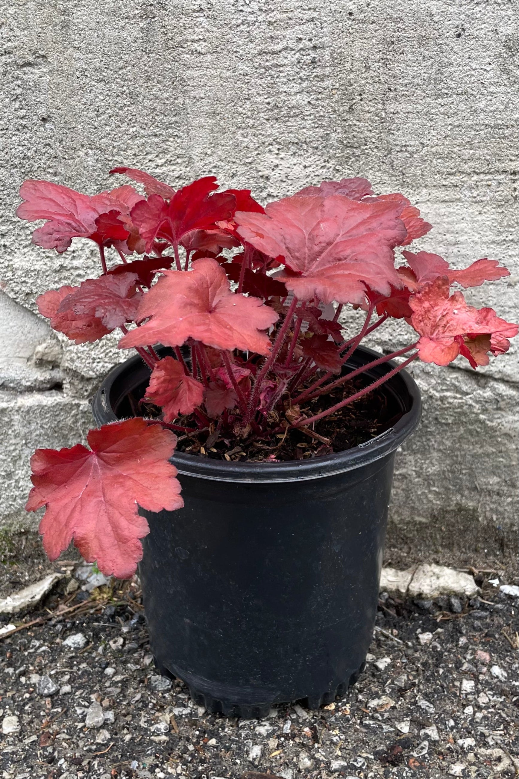 Heuchera 'Forever Red' in mid May with its intense red maroon leaves popping from the #1 pot. ©Sprout Home