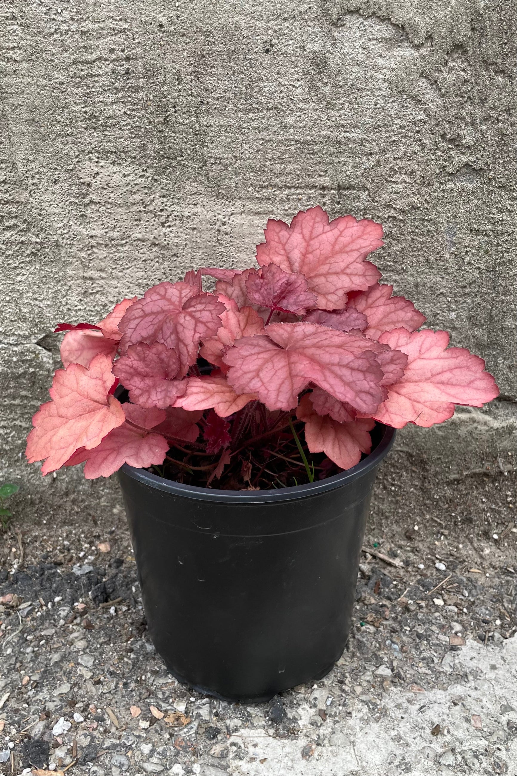 #1 size Heuchera 'Georgia Peach' the end of June with a raspberry leaf color. ©Sprout Home