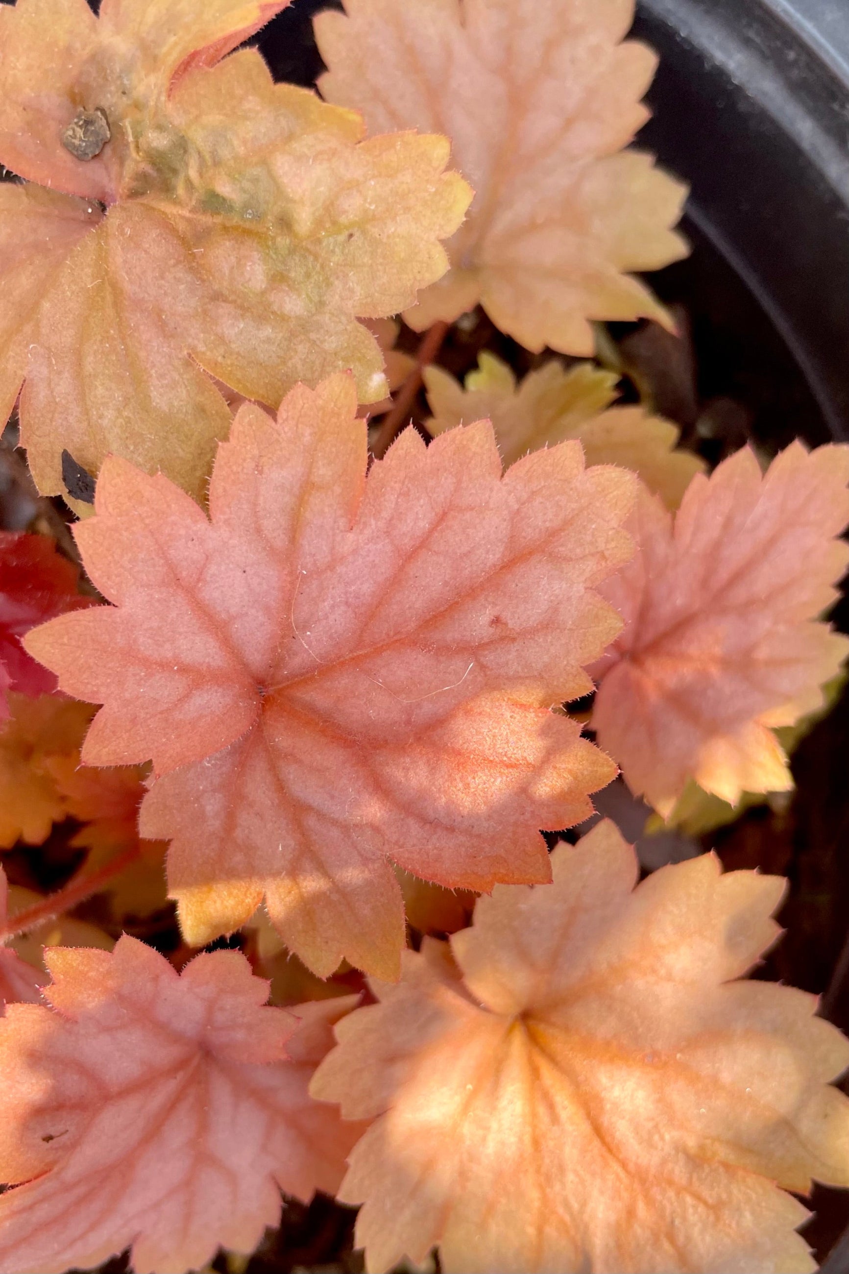 The new peach foliage of the Heuchera 'Georgia Peach' in April. ©Sprout Home