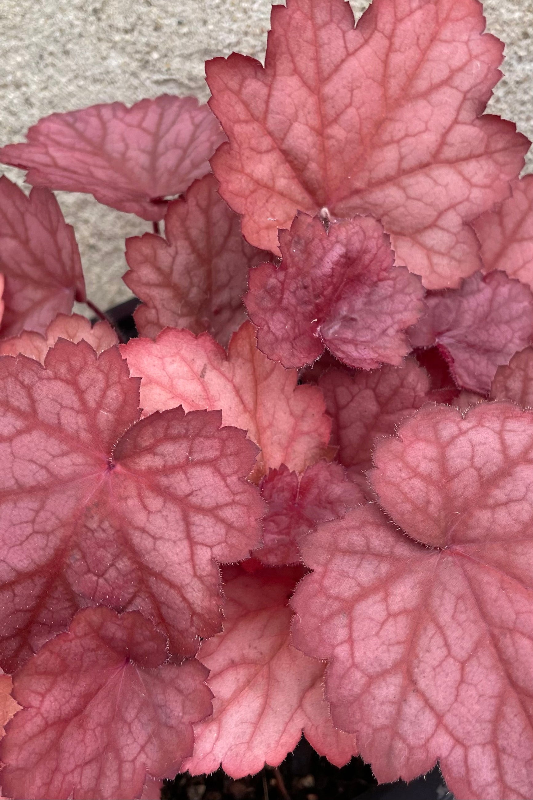 Detail picture of the burgundy peach colored leaves of Huechera 'Georgia Peach' the end of June. ©Sprout Home