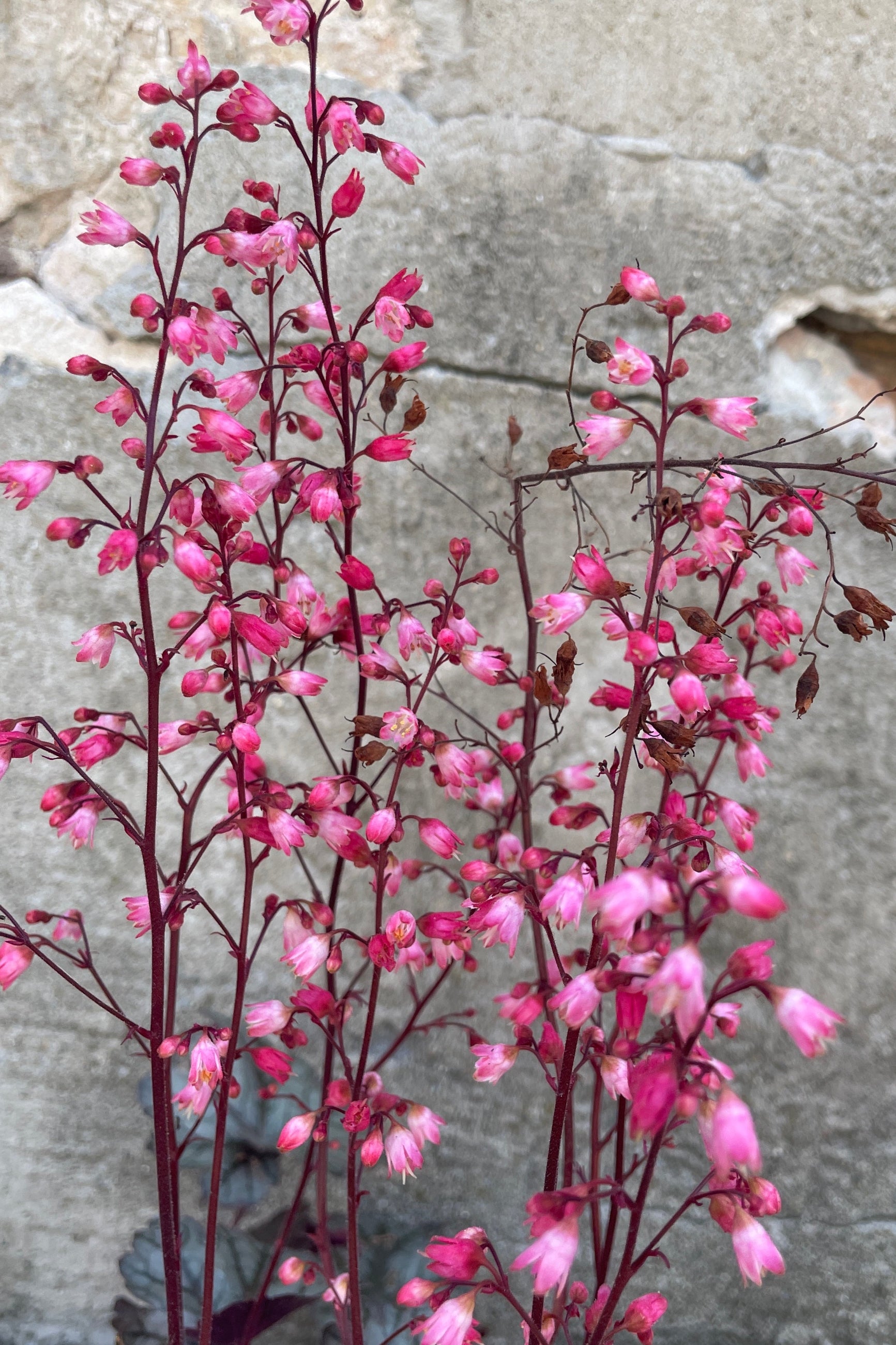 The bright pink flowers of the Heuchera 'Glitter' mid July at Sprout Home ©Sprout Home