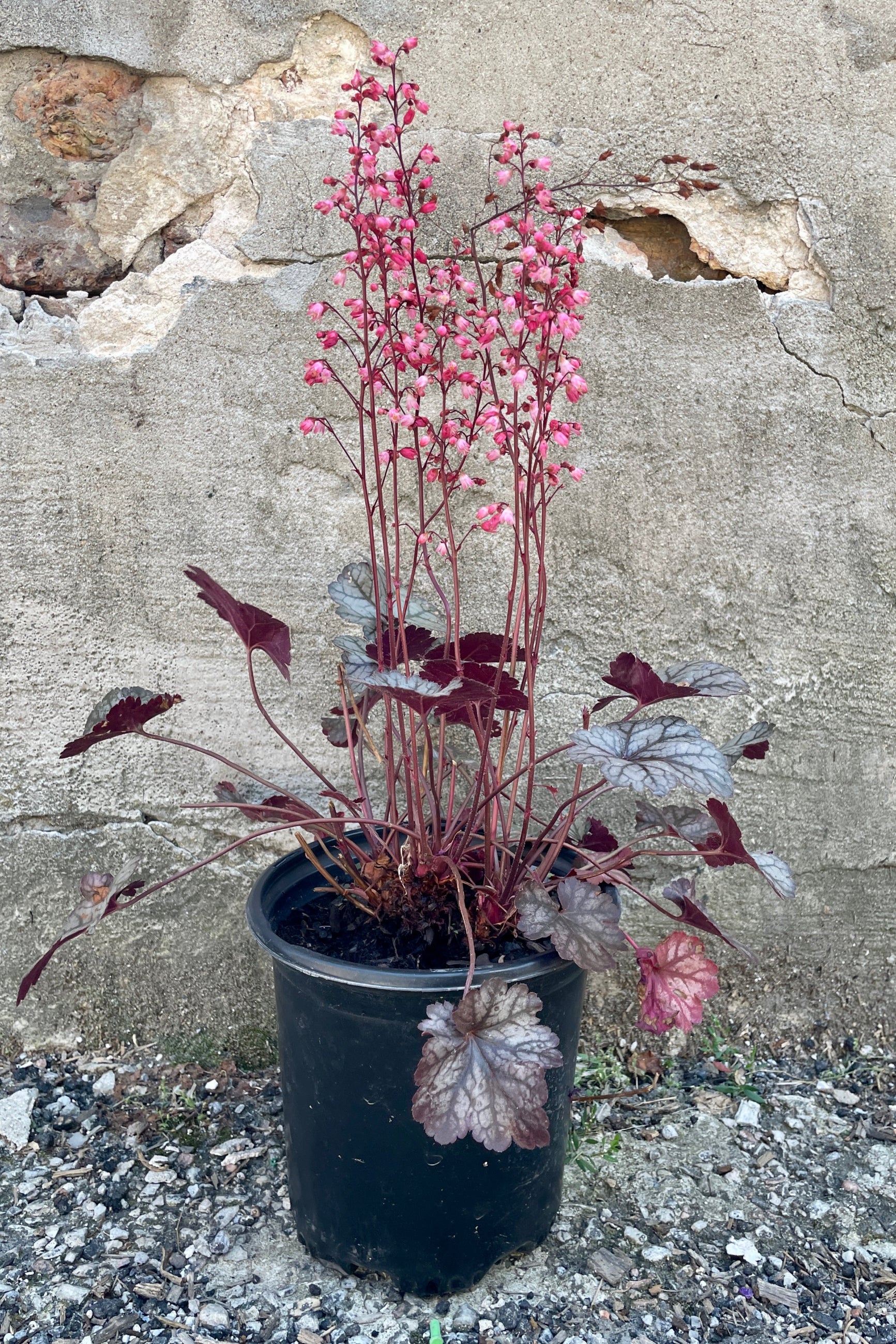 Heuchera 'Glitter' in a #1 pot with bright pink blooms mid July above dark burgundy silver foliage. ©Sprout Home