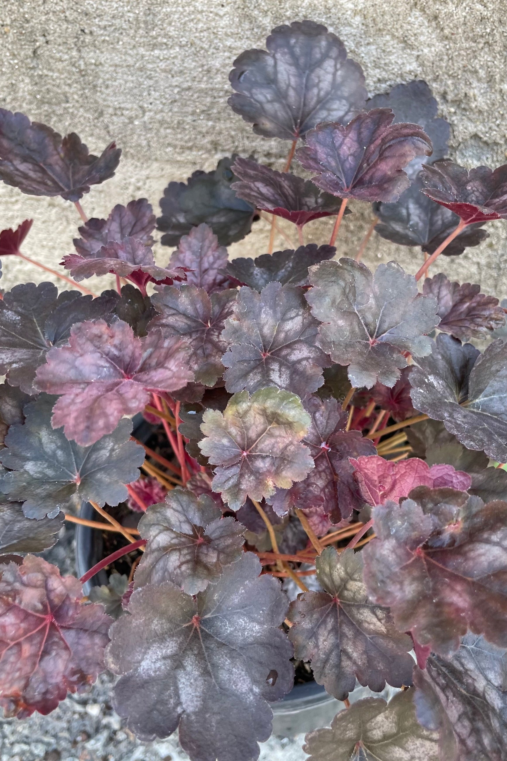Heuchera 'Glitter' up close showing the dark leaves with silver markings the beginning of May. ©Sprout Home