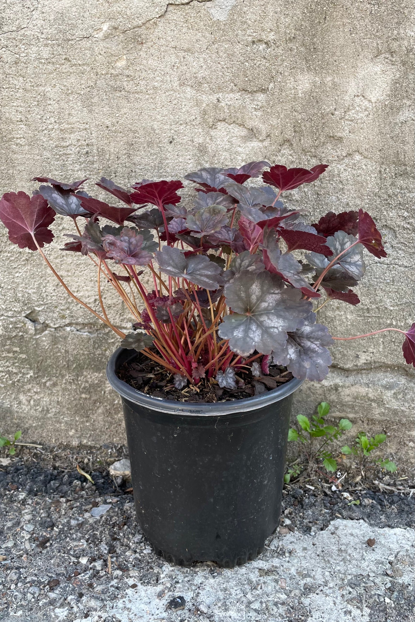 #1 pot of Heuchera 'Glitter' showing the dark burgundy and silver spotted leaves the beginning of May against a concrete wall at Sprout Home ©Sprout Home