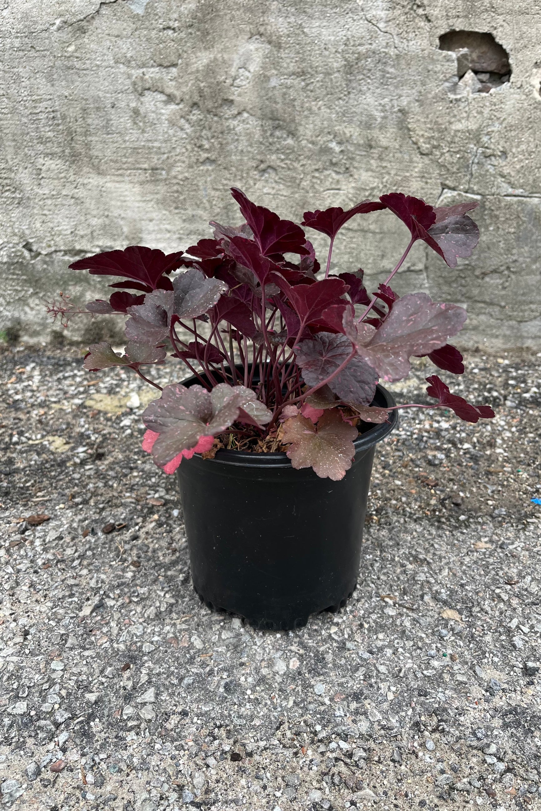 Heuchera 'Midnight Rose' in a #1 growers pot the middle of July with its dark and pink spotted leaves. ©Sprout Home