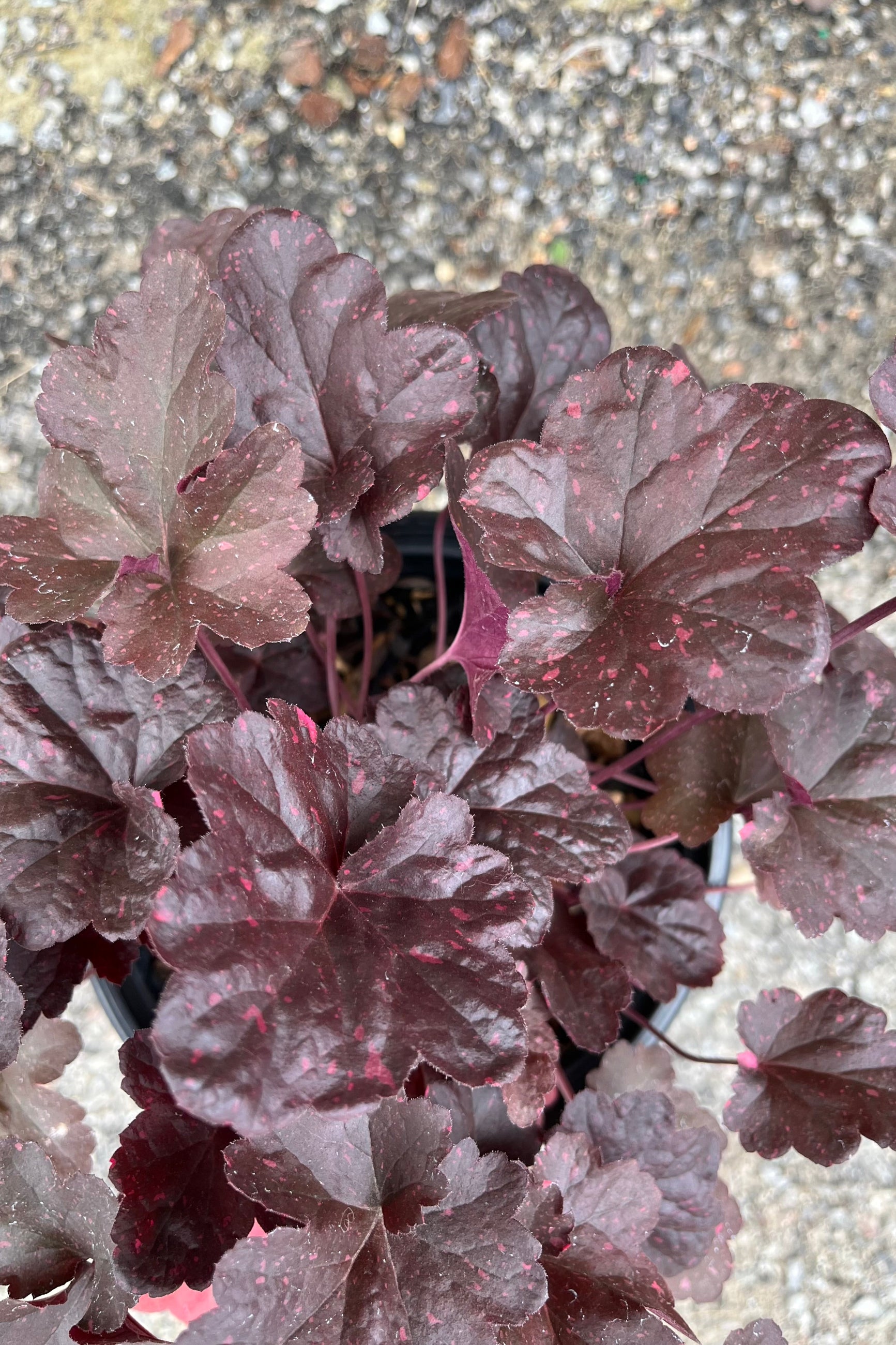 A detail picture of the dark burgundy leaves with pink mottling of the Heuchera 'Midnight Rose' the middle of July ©Sprout Home