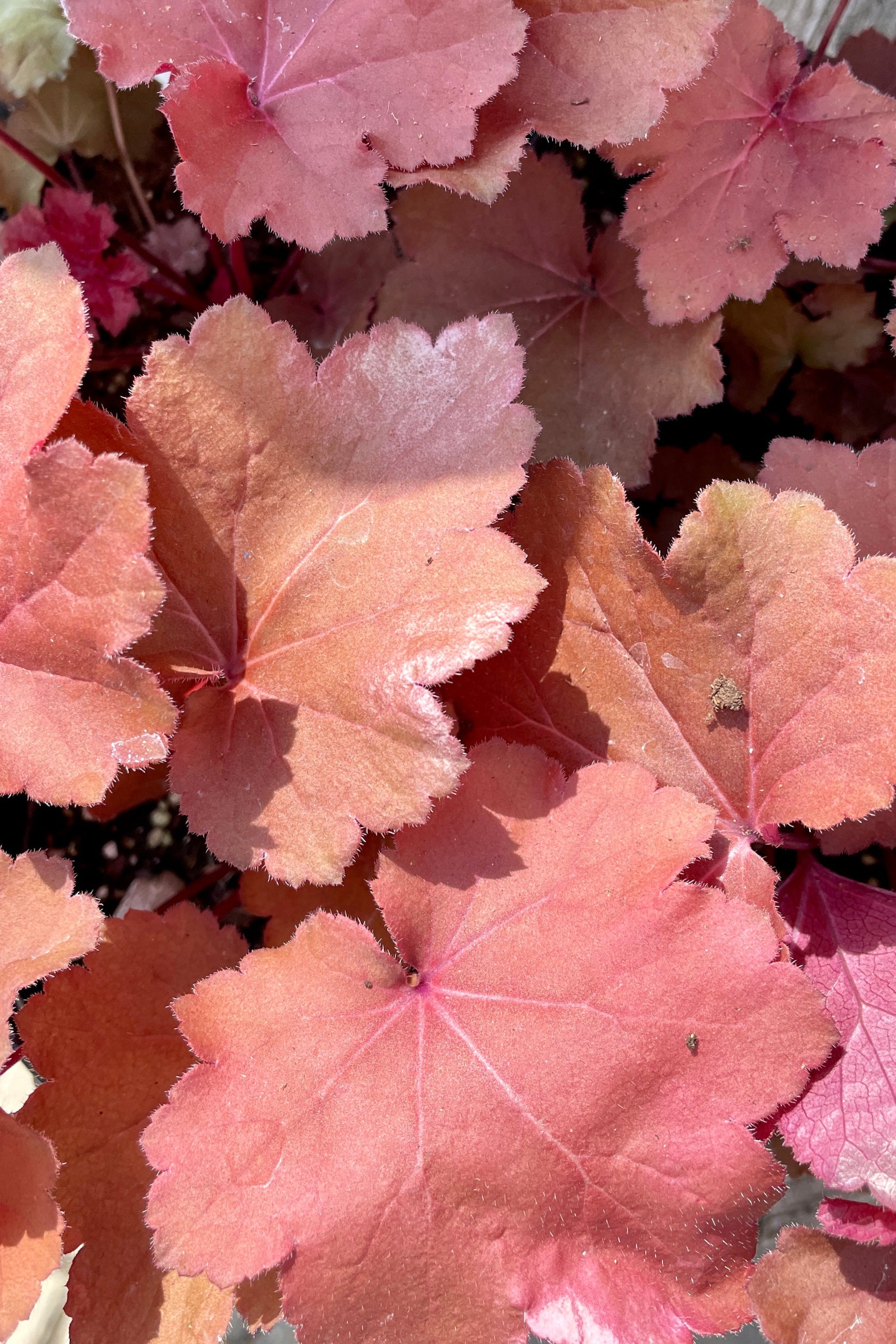 Detail up close image of the red rust to deep orange leaves of the Heuchera 'Magma' the beginning of April at Sprout Home. ©Sprout Home