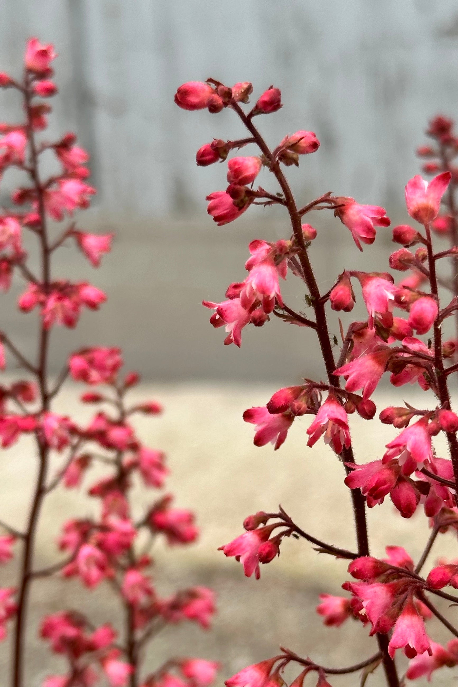 The deep fuchsia flowers of the Heuchera 'Paris' up close mid May at Sprout Home. ©Sprout Home