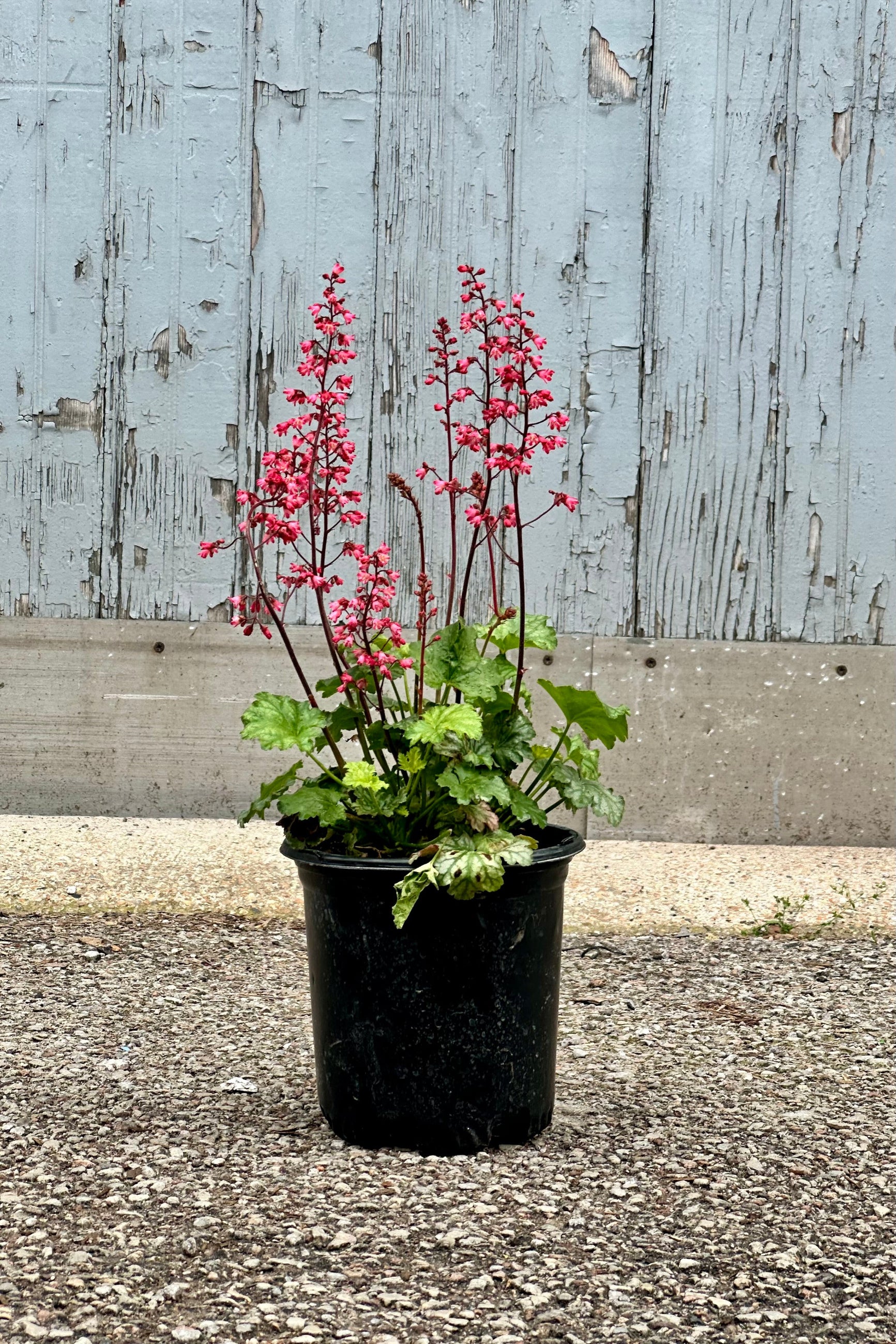 Heuchera 'Paris' in a #1 growers pot blooming with its bright fuchsia flowers over the foliage mid May at Sprout Home. ©Sprout Home