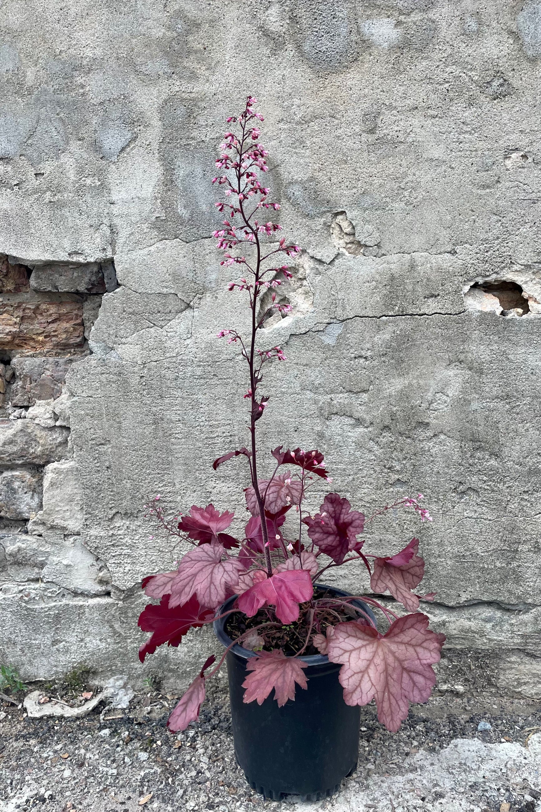 Heuchera 'Raspberry Sea' the beginning of July in front of a concrete wall. ©Sprout Home