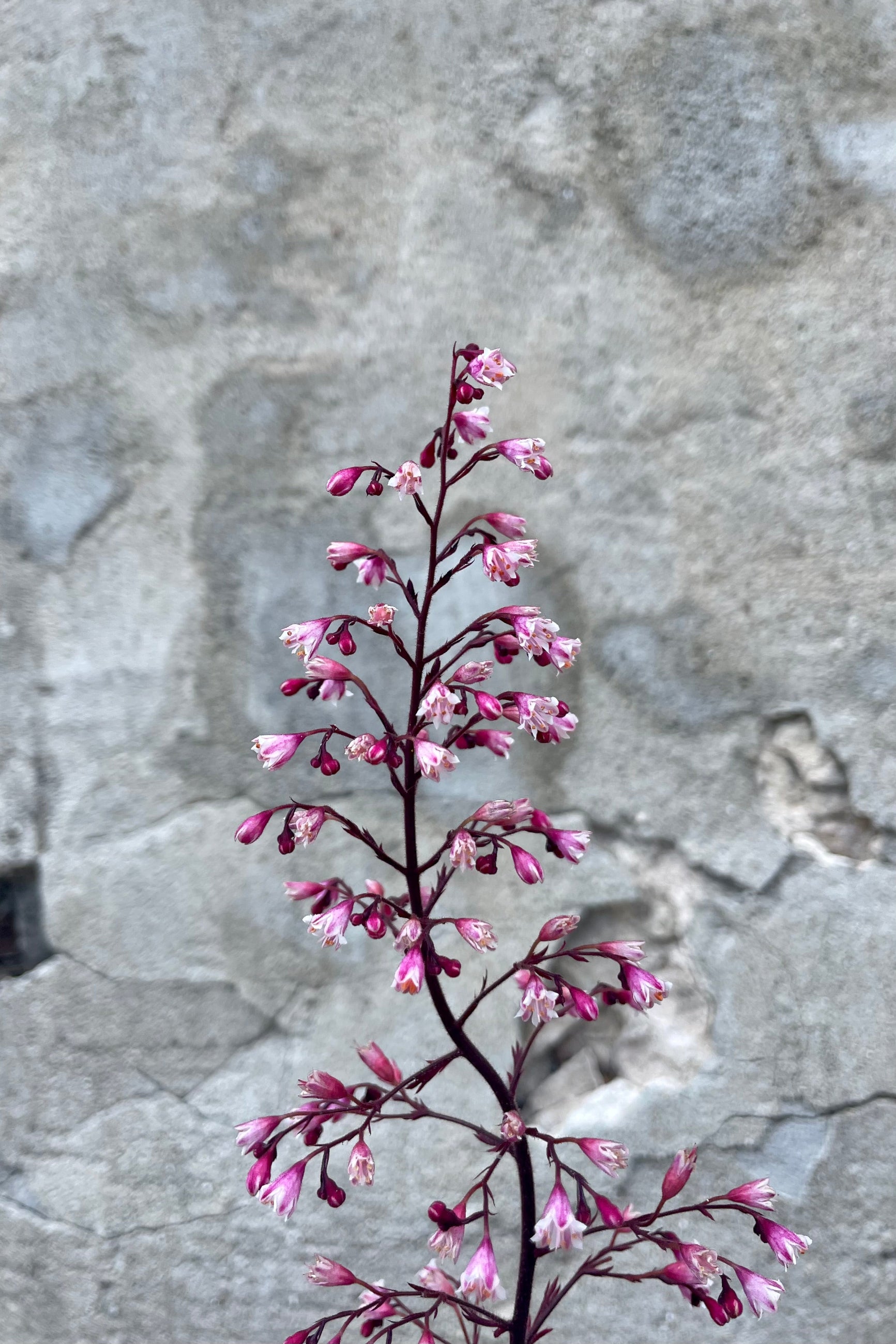 The bloom of the Heuchera 'Raspberry Sea' the beginning of July ©Sprout Home