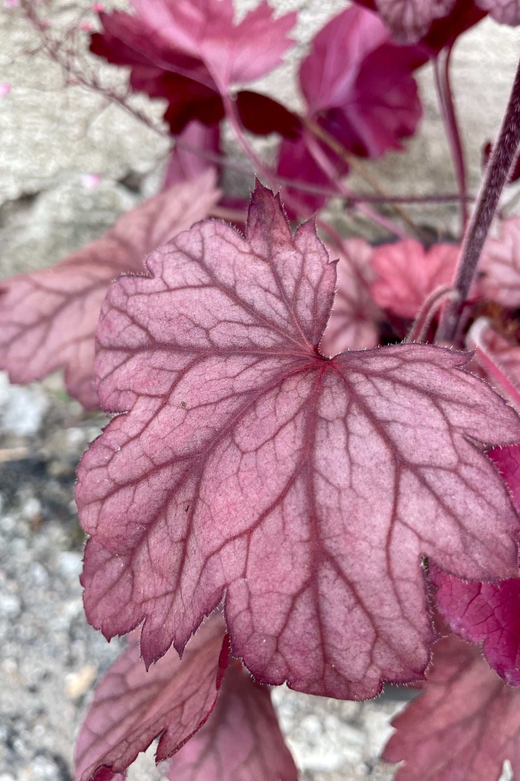 The raspberry pink leaves of the Heuchera 'Raspberry Sea' in July. ©Sprout Home