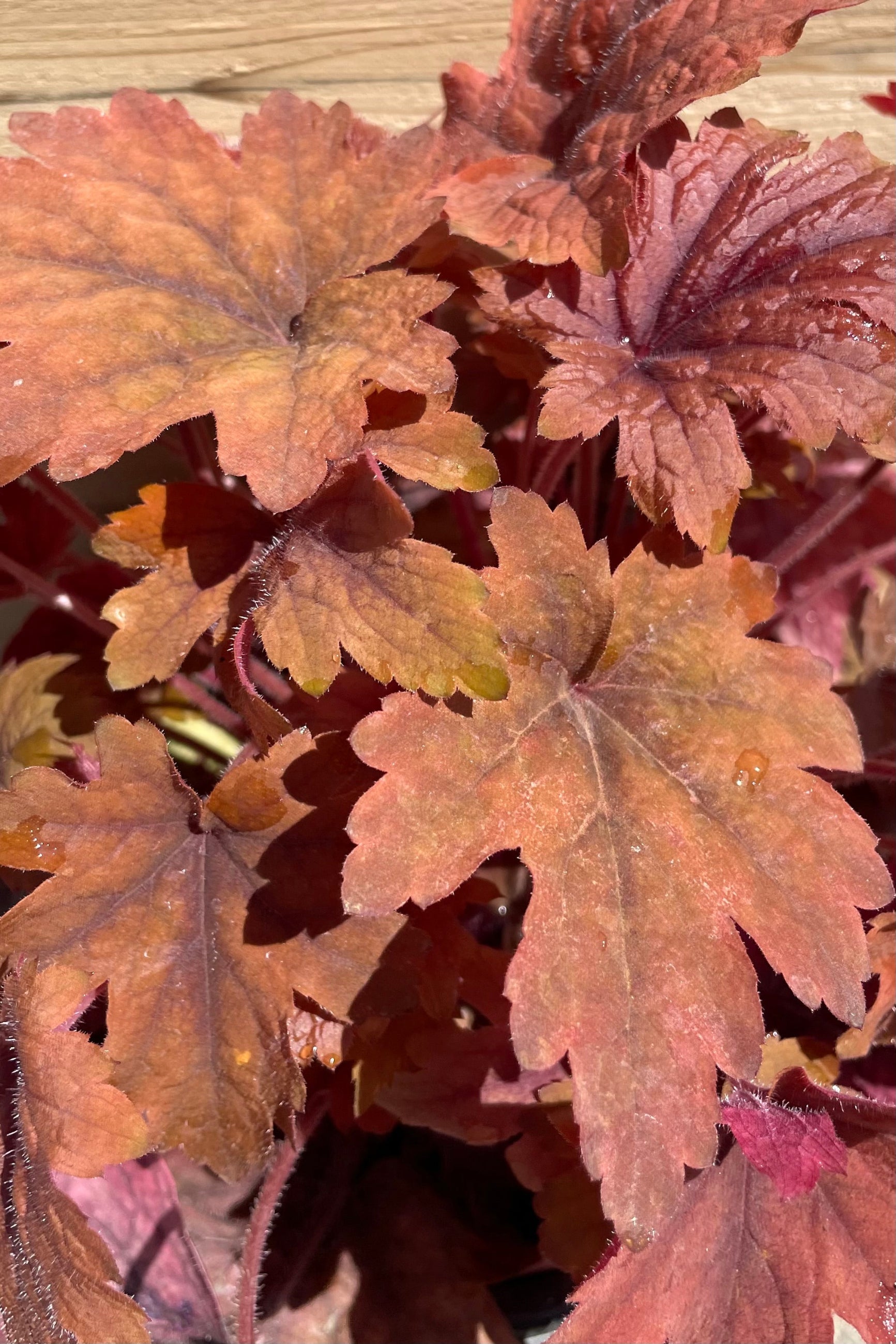 A close up picture of the bold burgundy and copper colored leaves of the Heucherella 'Sweet Tea'. ©Sprout Home