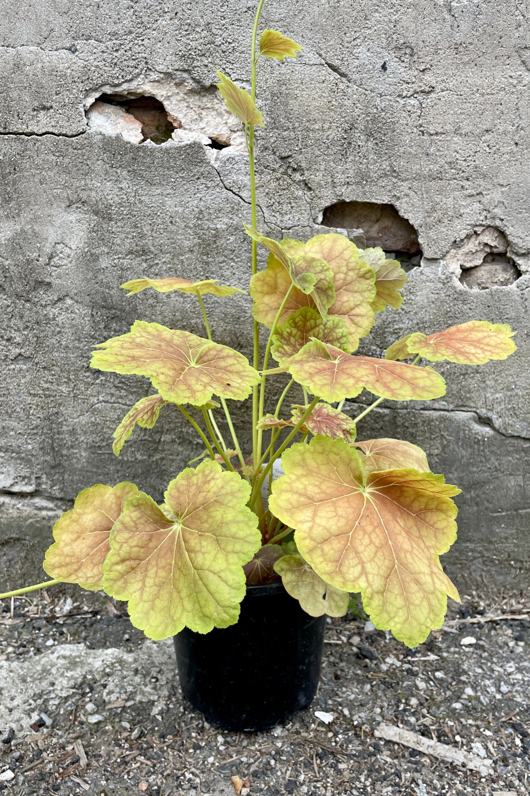 #1 growers size pot of Heuchera 'Tiramisu' the end of April showing of its brightly colored spring chartruese with burgundy leaves. ©Sprout Home