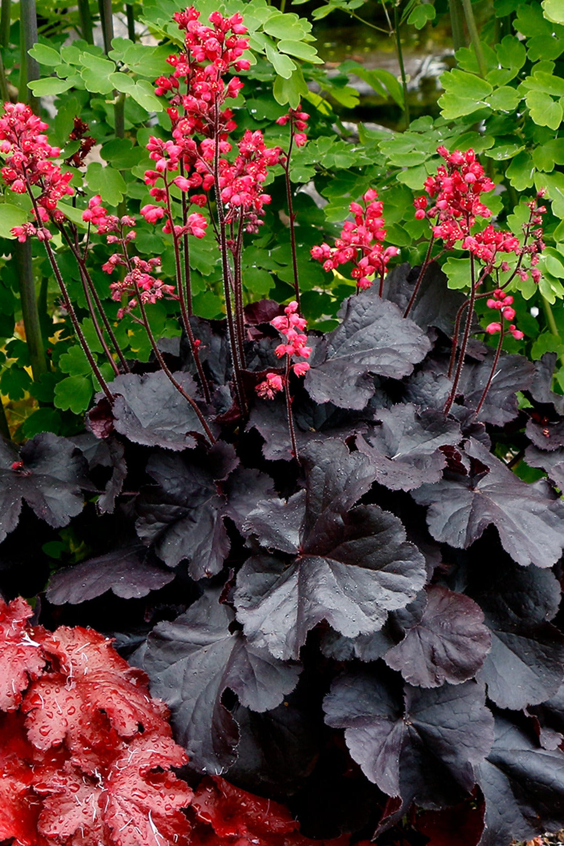 Heuchera 'Black Forest Cake' heuchera plant in bloom with red flowers and dark almost black leaves in a garden setting ©Terra Nova
