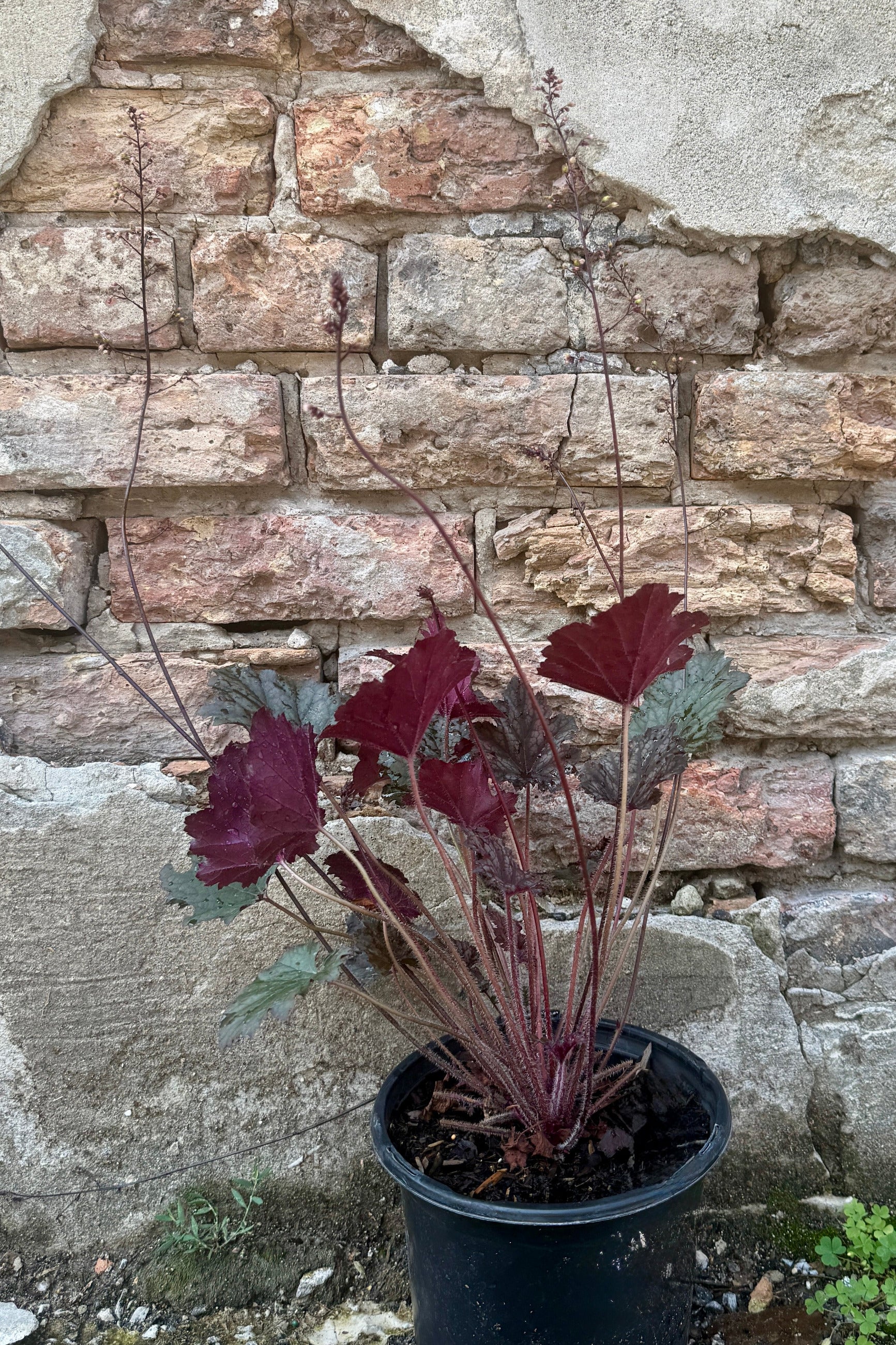 Heuchera 'Frosted Violet' coral bells the beginning of July, end mid / end of bloom, in a #1 growers pot ©Sprout Home