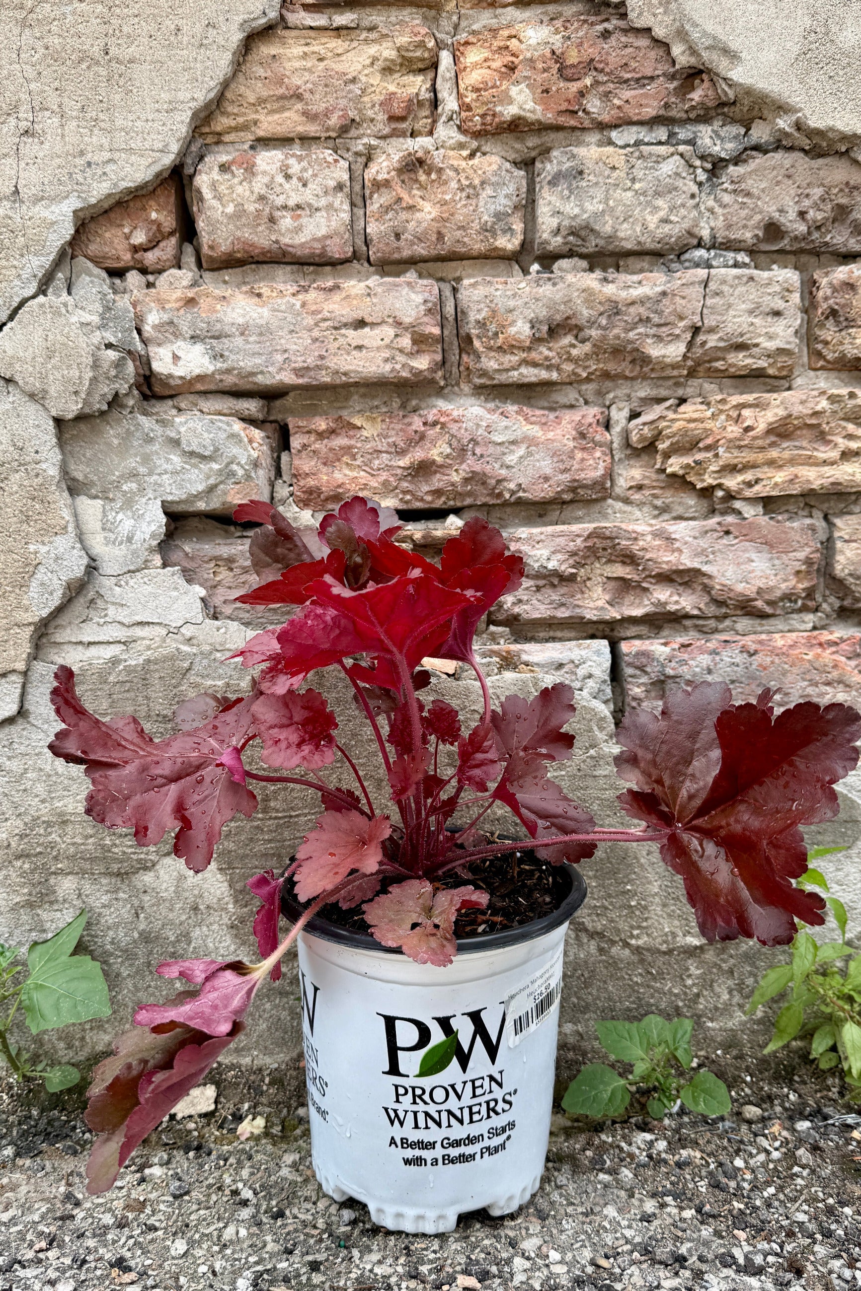 Heuchera 'Mahagony Monster' in a #1 Proven Winners pot against a stone wall the middle of June ©Sprout Home