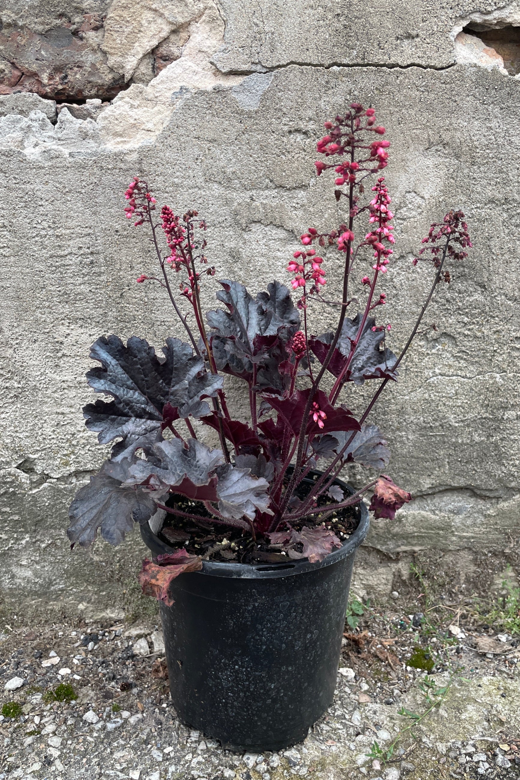 Huechera 'Timeless Night' in a #1 growers pot the end of July in bloom showing the dark leaves and bright pink flowers. ©Sprout Home