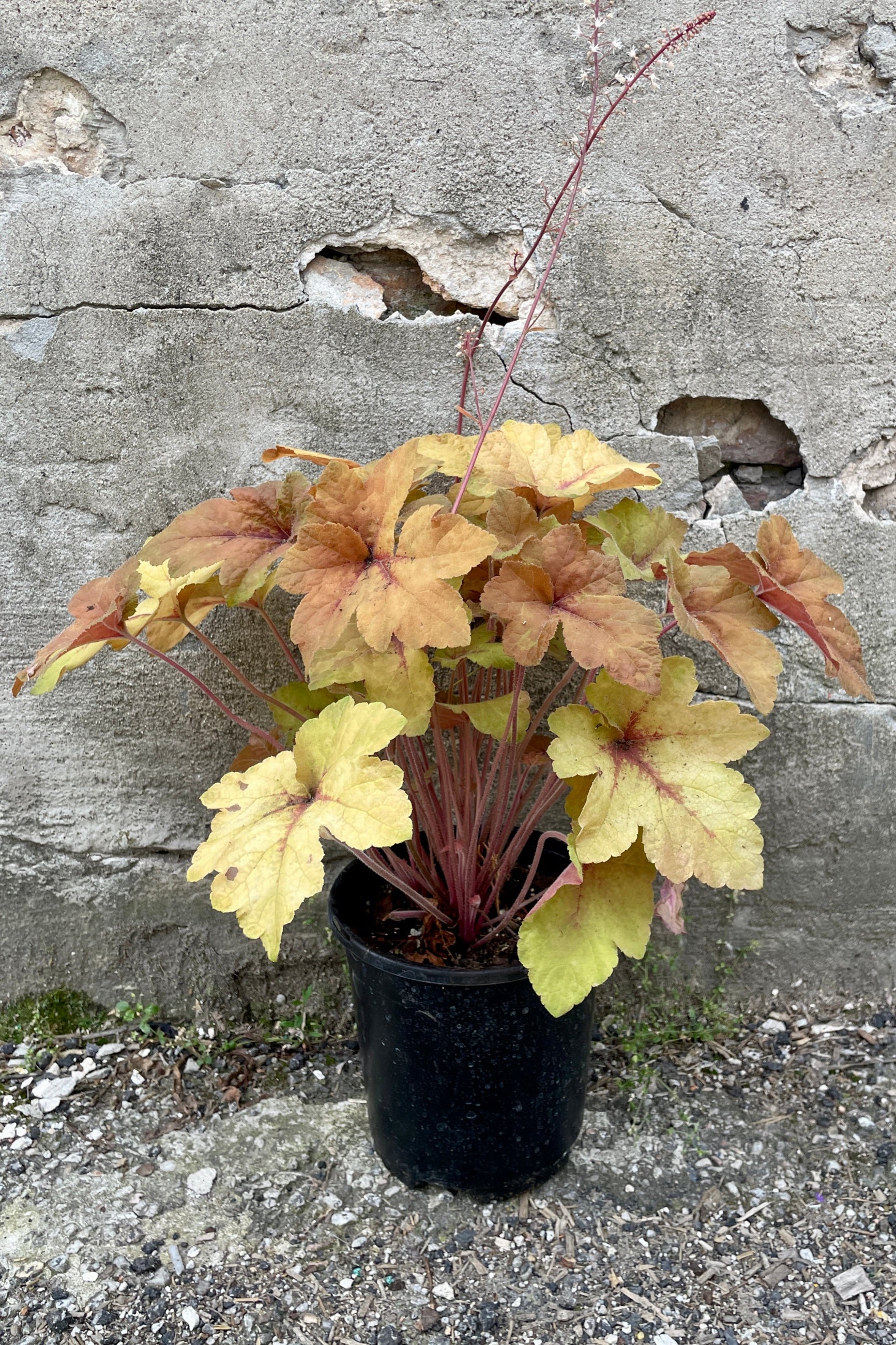 Heucherlla 'Pumpkin Spice' in a #1 growers pot the end of May with the rich warm colored leaves ©Sprout Home