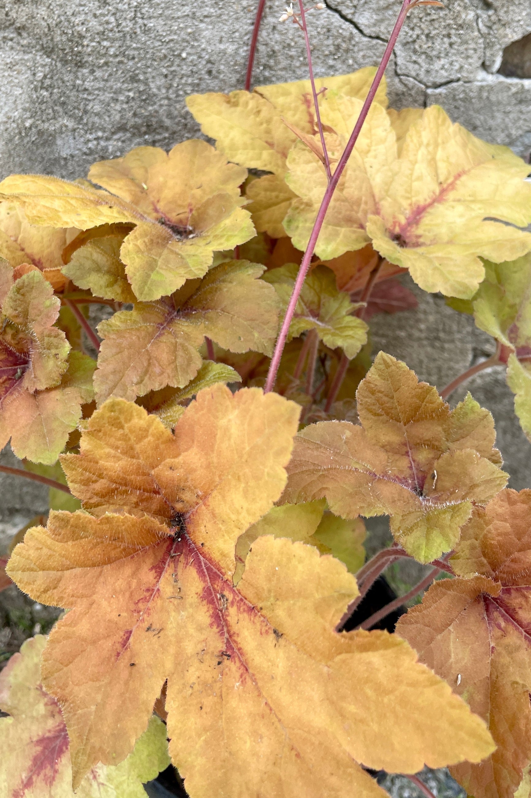 The peach and warm tones leaves of Heucherella 'Pumpkin Spice' the end of May up close ©Sprout Home