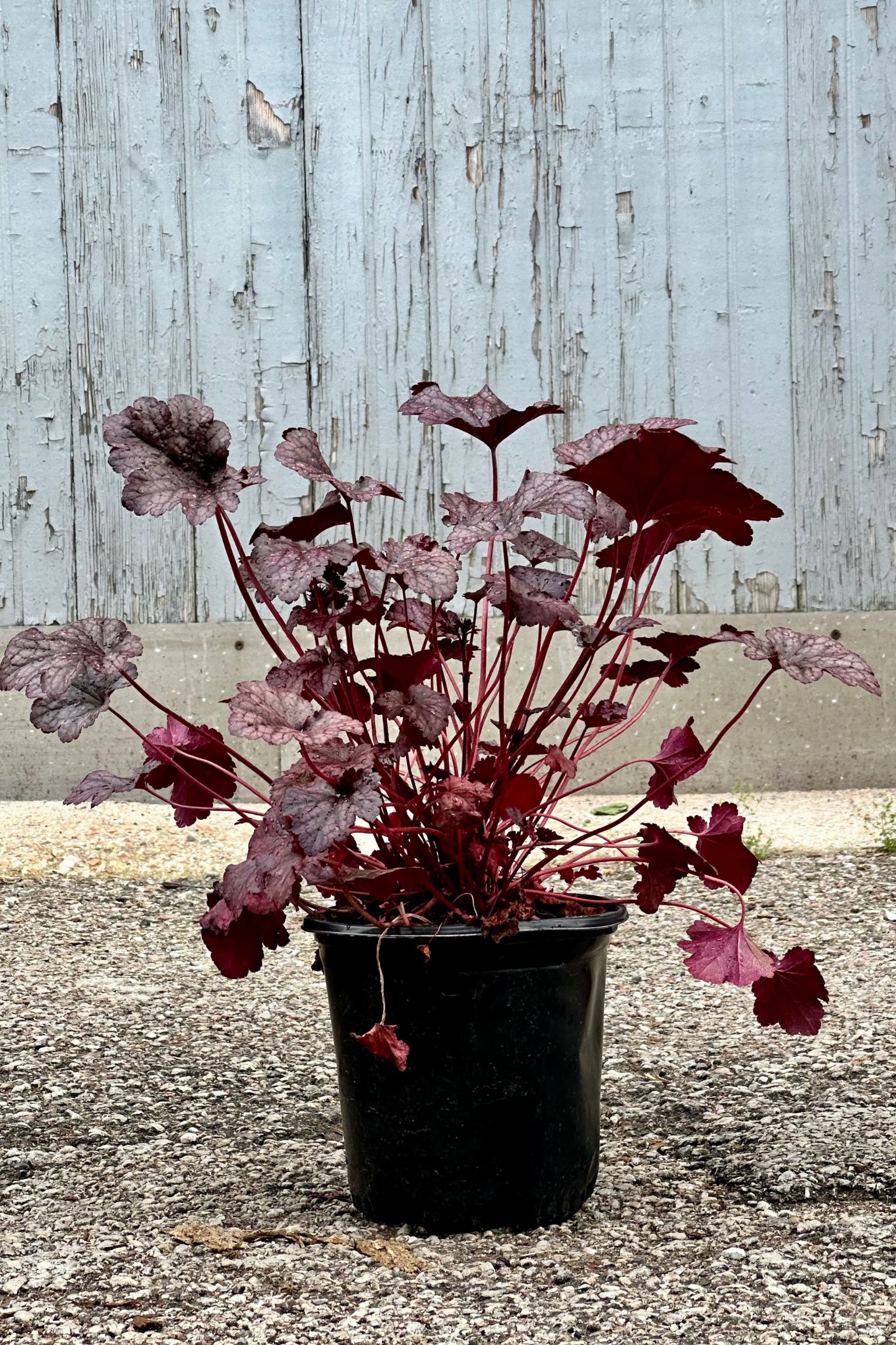 Heuchera 'Plum Pudding' in a #1 growers pot mid May against a wood wall. ©Sprout Home
