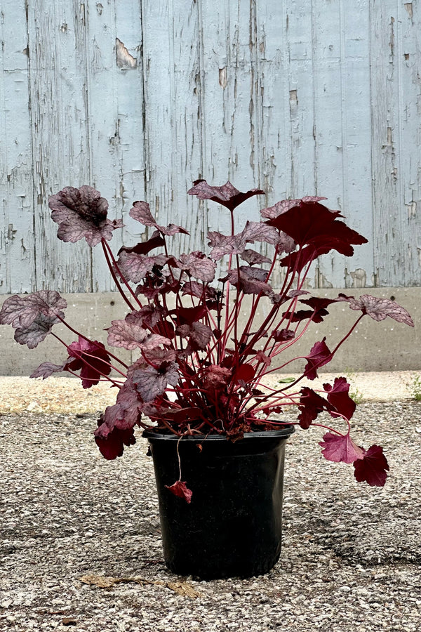 Heuchera 'Plum Pudding' in a #1 growers pot mid May against a wood wall.